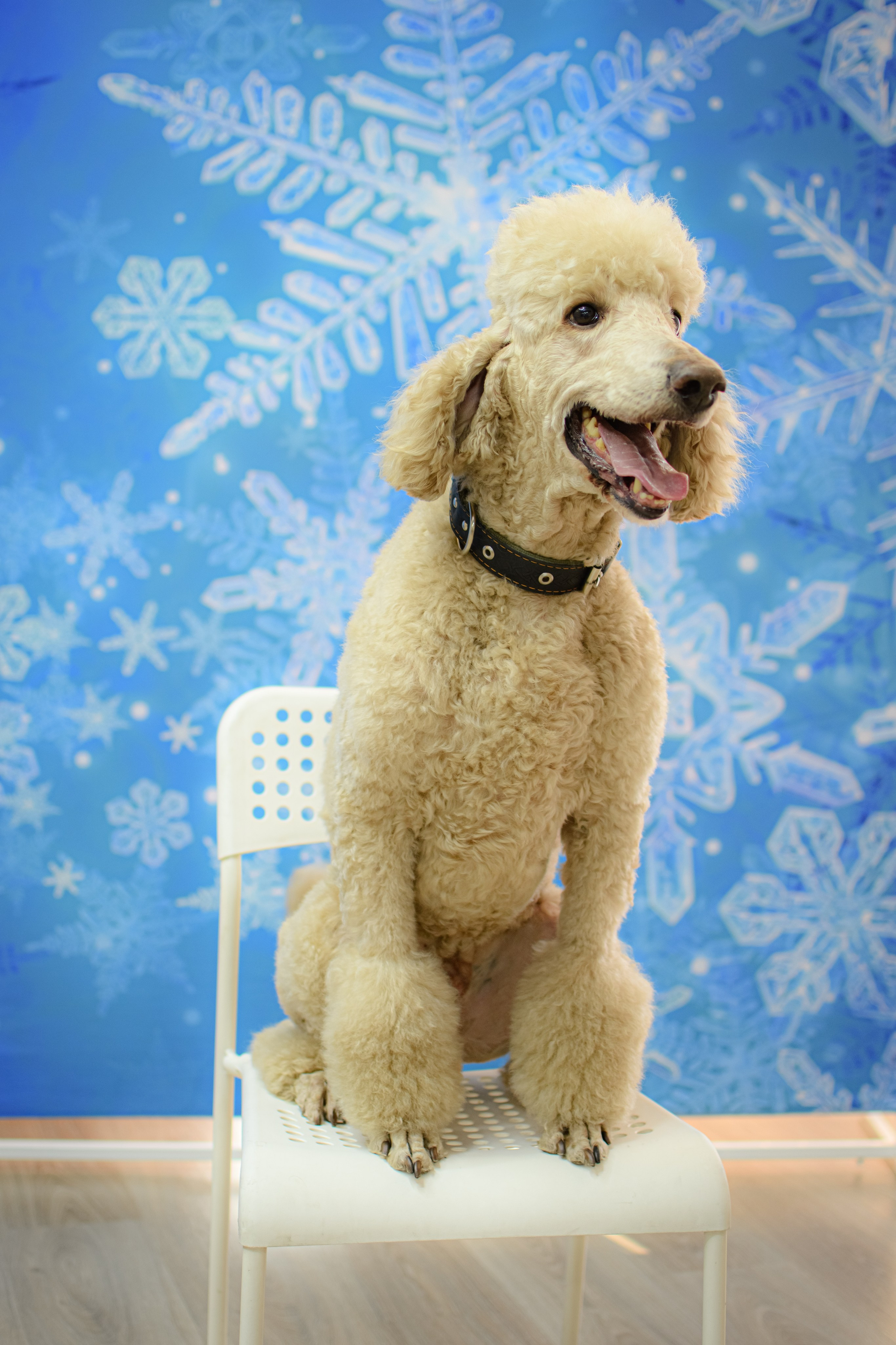 HAPPY NEW YEAR. Photokarish