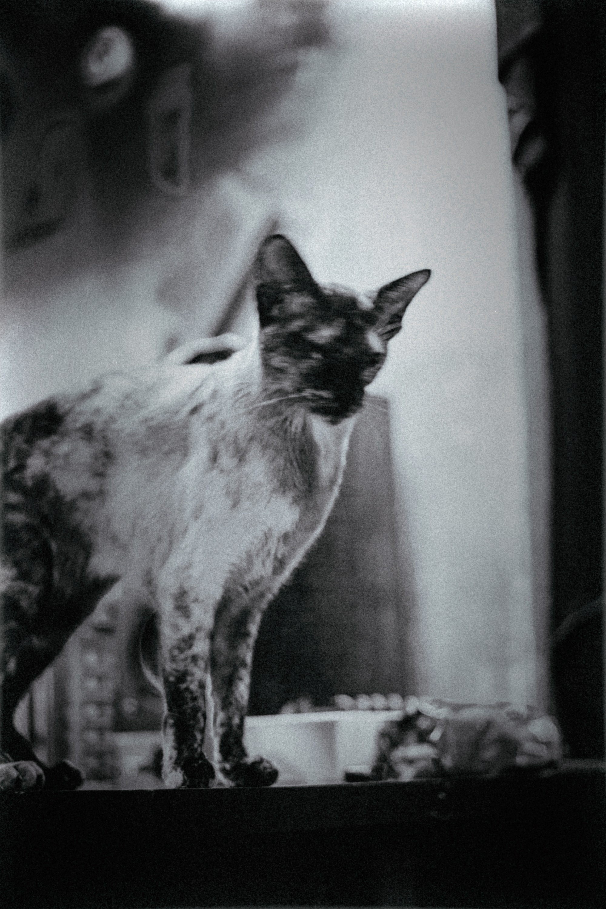 Crème de la crème. RawCat. Портретная фотография Екатеринбург