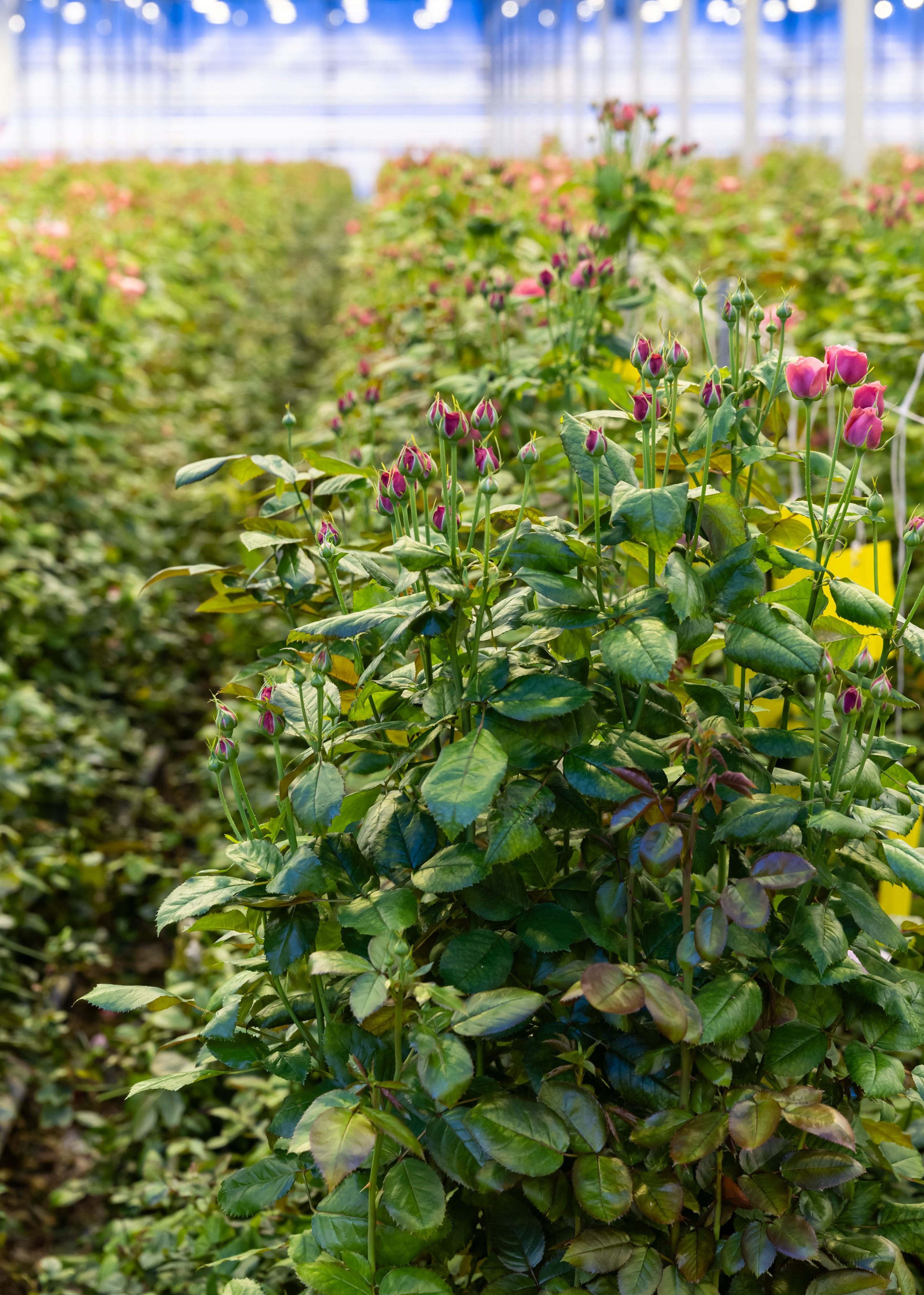 26.02.2026 Цветополис. ФОТОГРАФ ВИНОГРАДОВА ДАРЬЯ