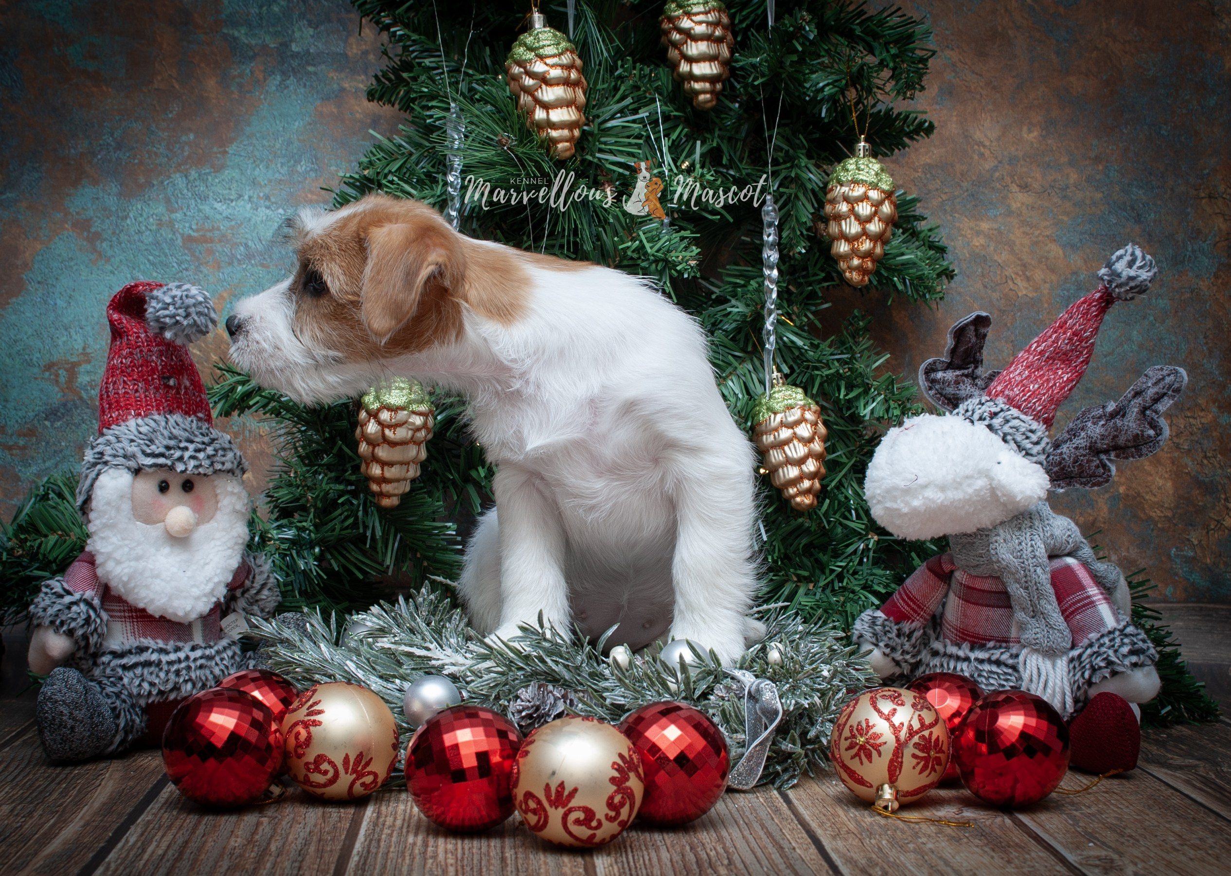 Роза. CANE MAESTRO — kennel Jack Russell Terrier