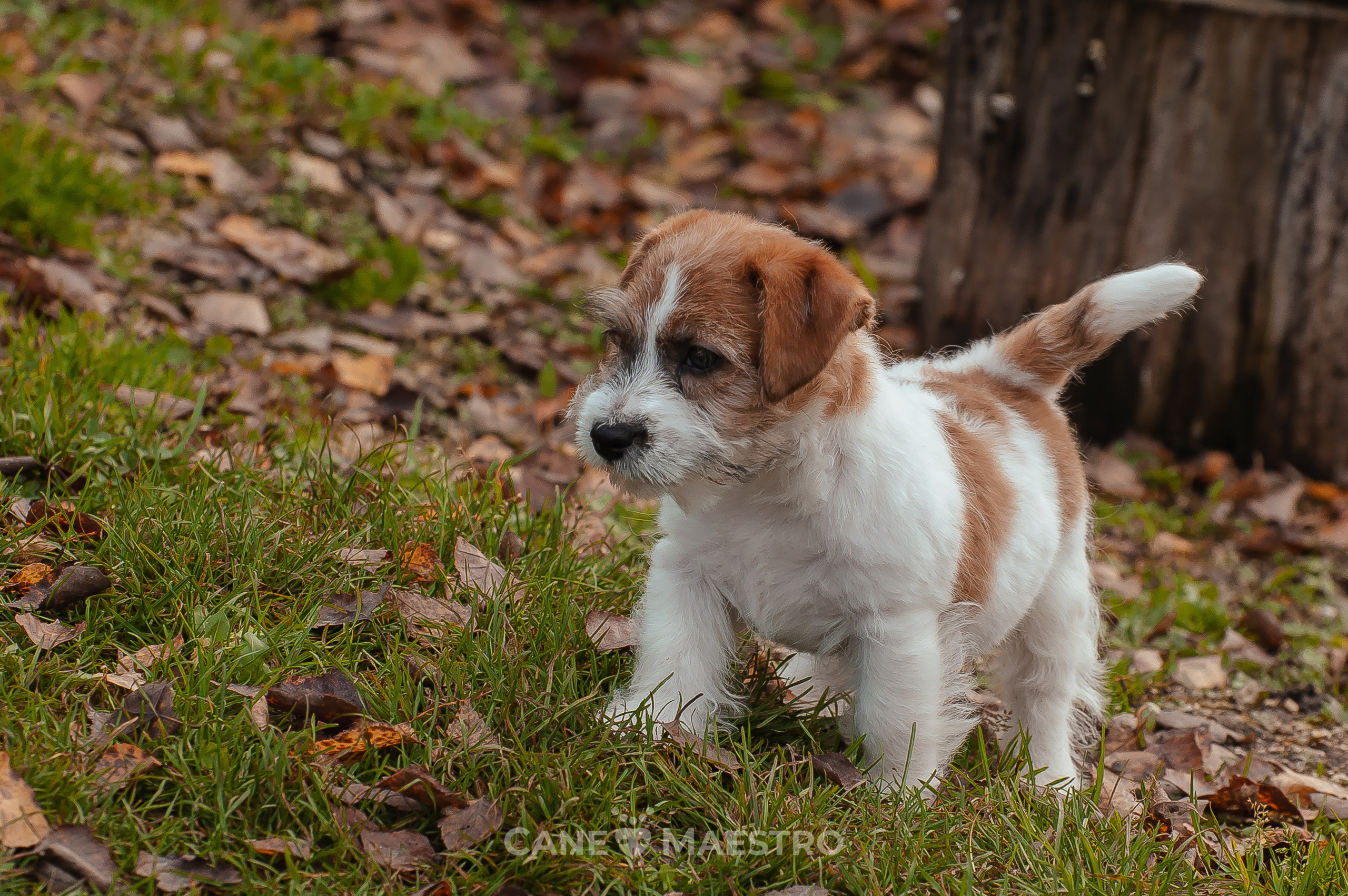 КобельZ1_ДРТ_брыж_27_08_25. КАНЕ МАЭСТРО — питомник Джек рассел терьеров