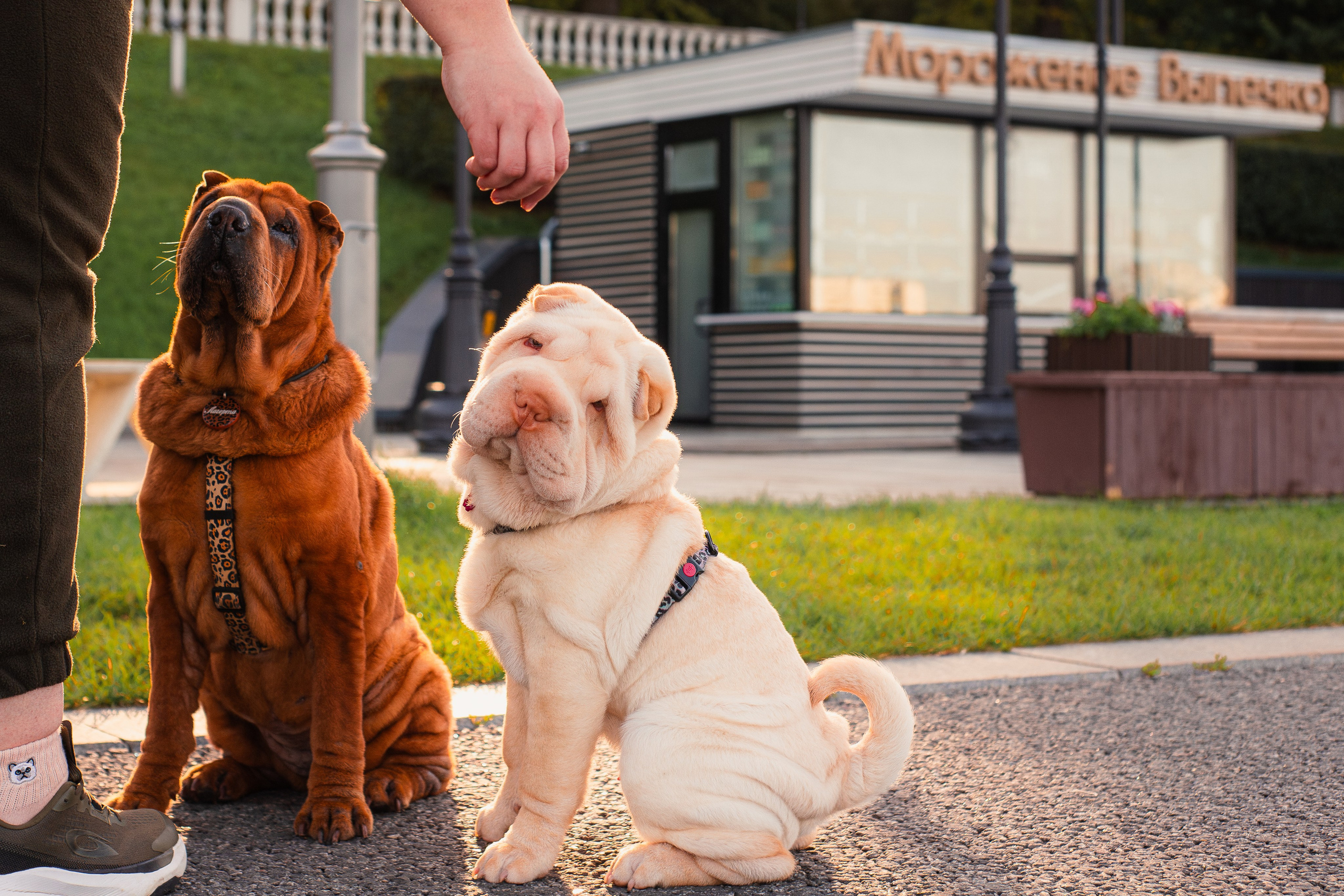 Алёна, Лагерта и Зефир. Фотограф-анималист Мария Баркевич | Москва