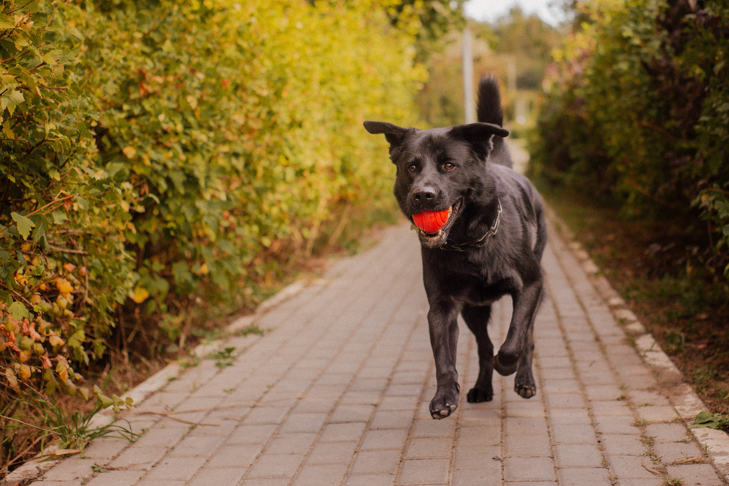 Анна и Лаки. Фотограф-анималист Мария Баркевич | Москва