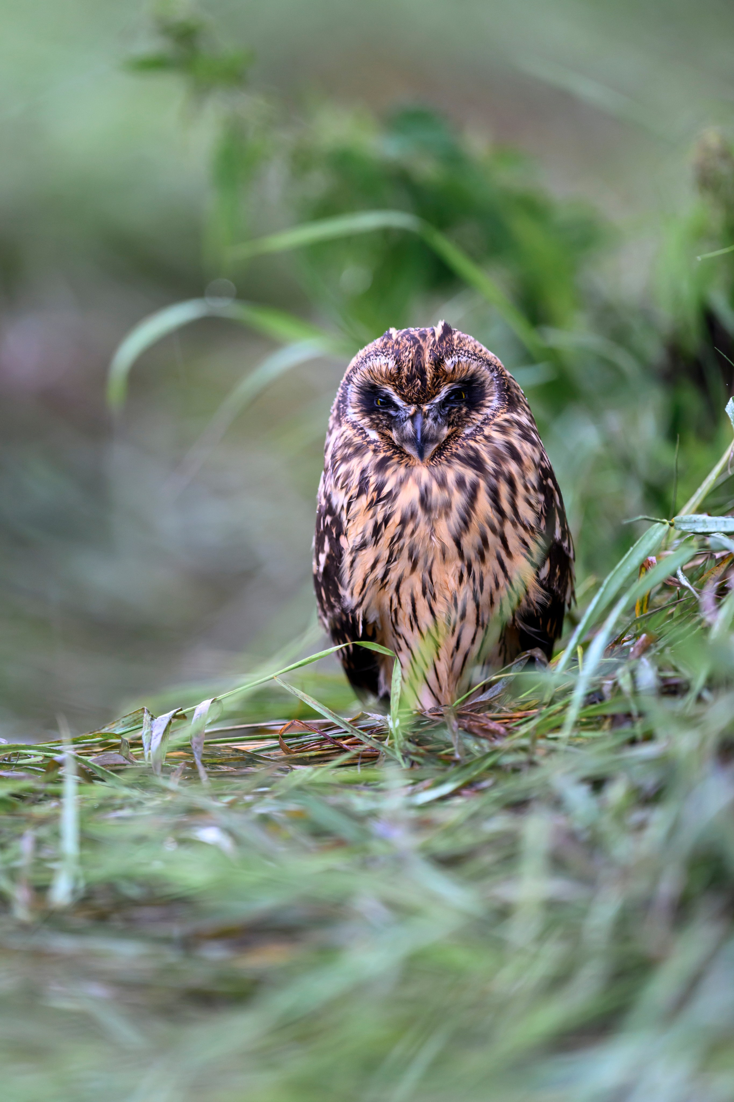 Совенок на ширик | Owlet with wide lens. Фотограф Сергей Пупонин