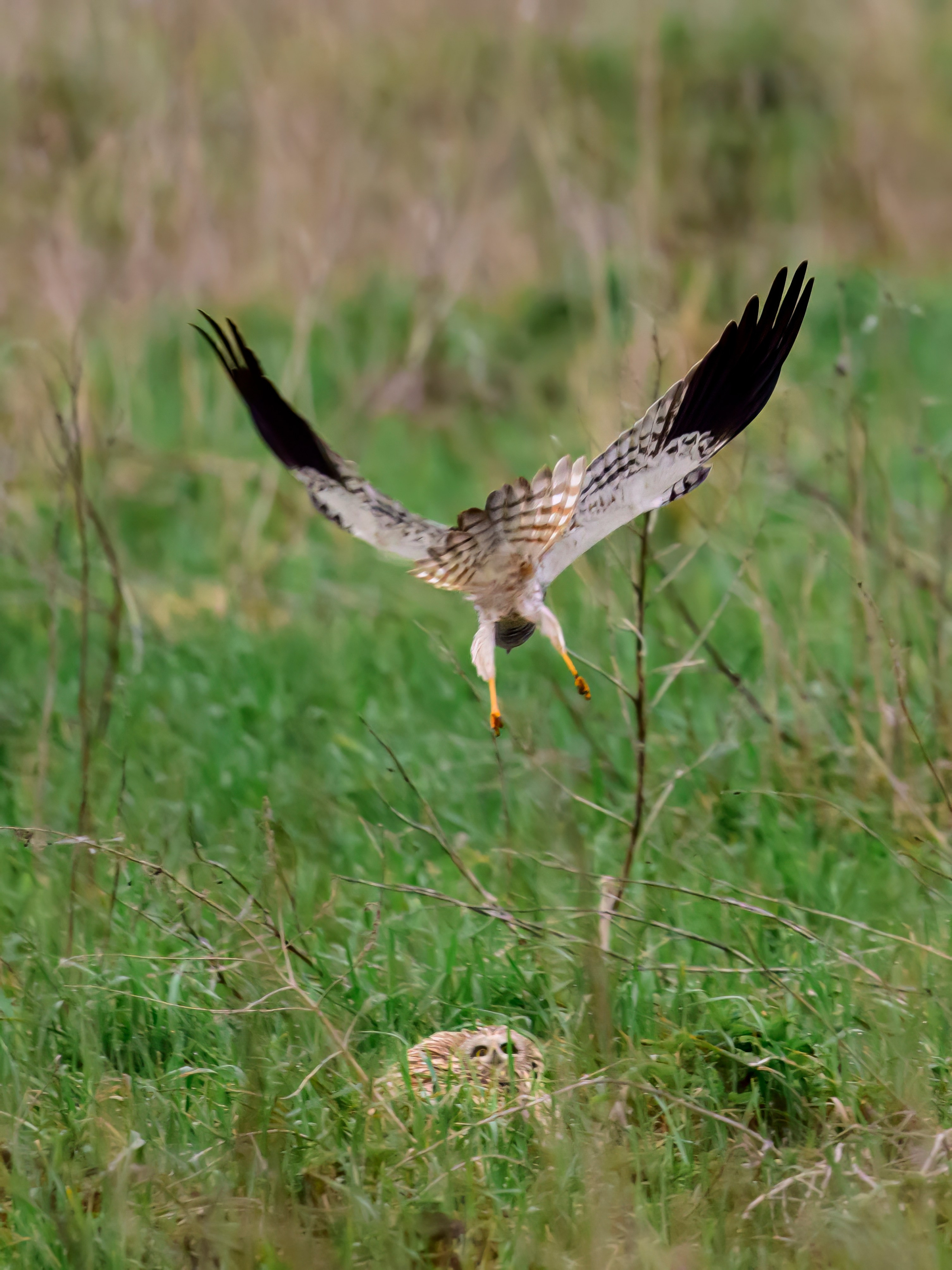 Лунь атакует сову. Wildlife photography by Sergey Puponin