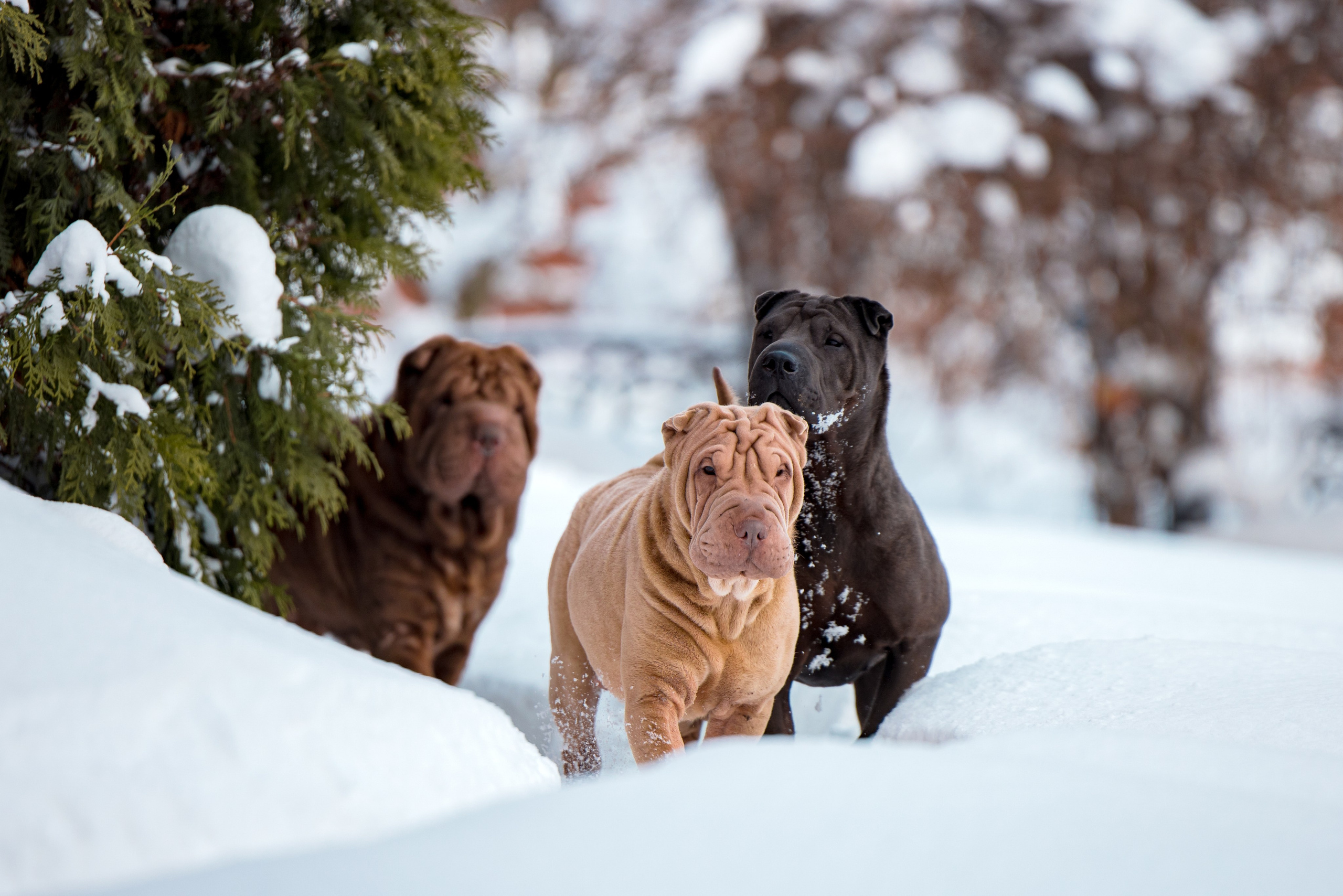 В гостях у шарпеев 16.01.2024. Фотограф-анималист Юлия Германика