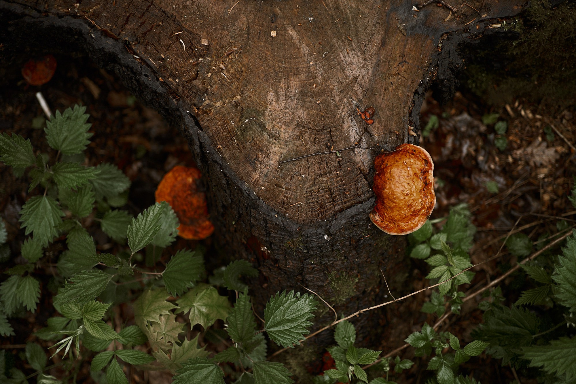 Дима, Рыжий и Воля. Фотограф анималист Москва Дарья