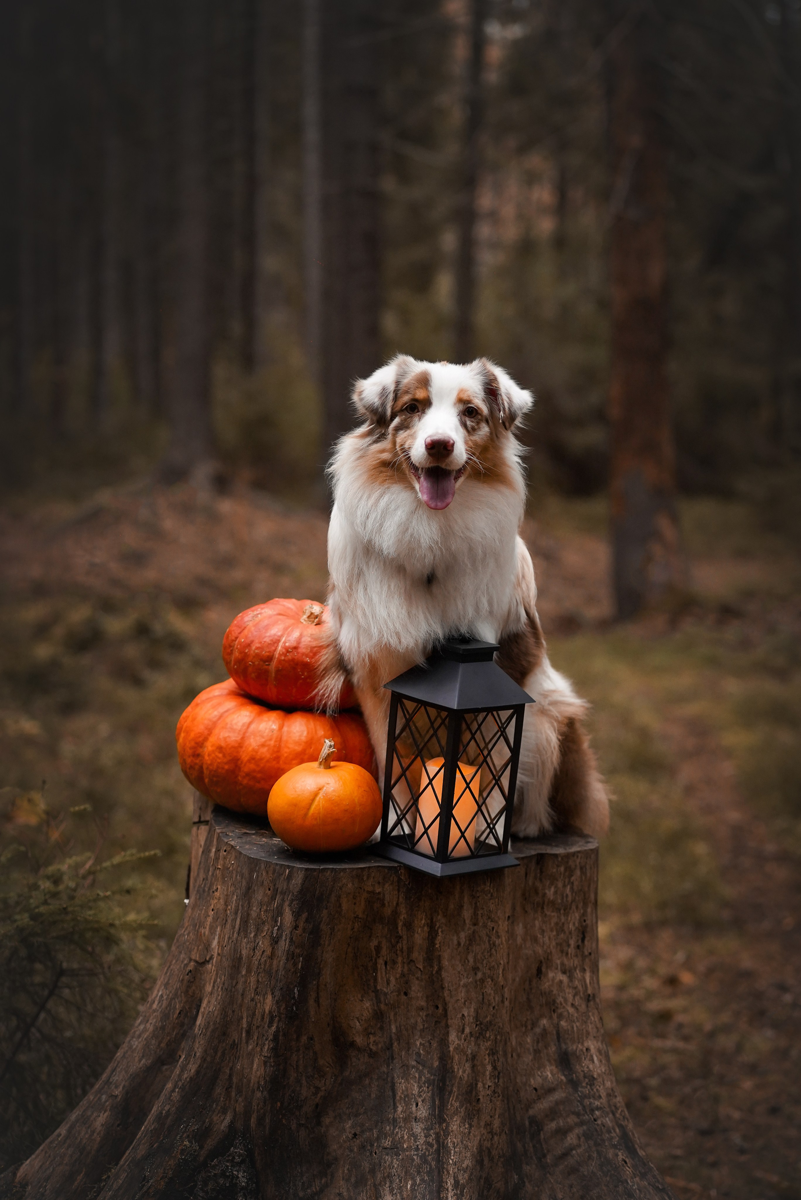 Панда тыковки. Фотограф-анималист в Санкт-Петербурге Яна Мартынова