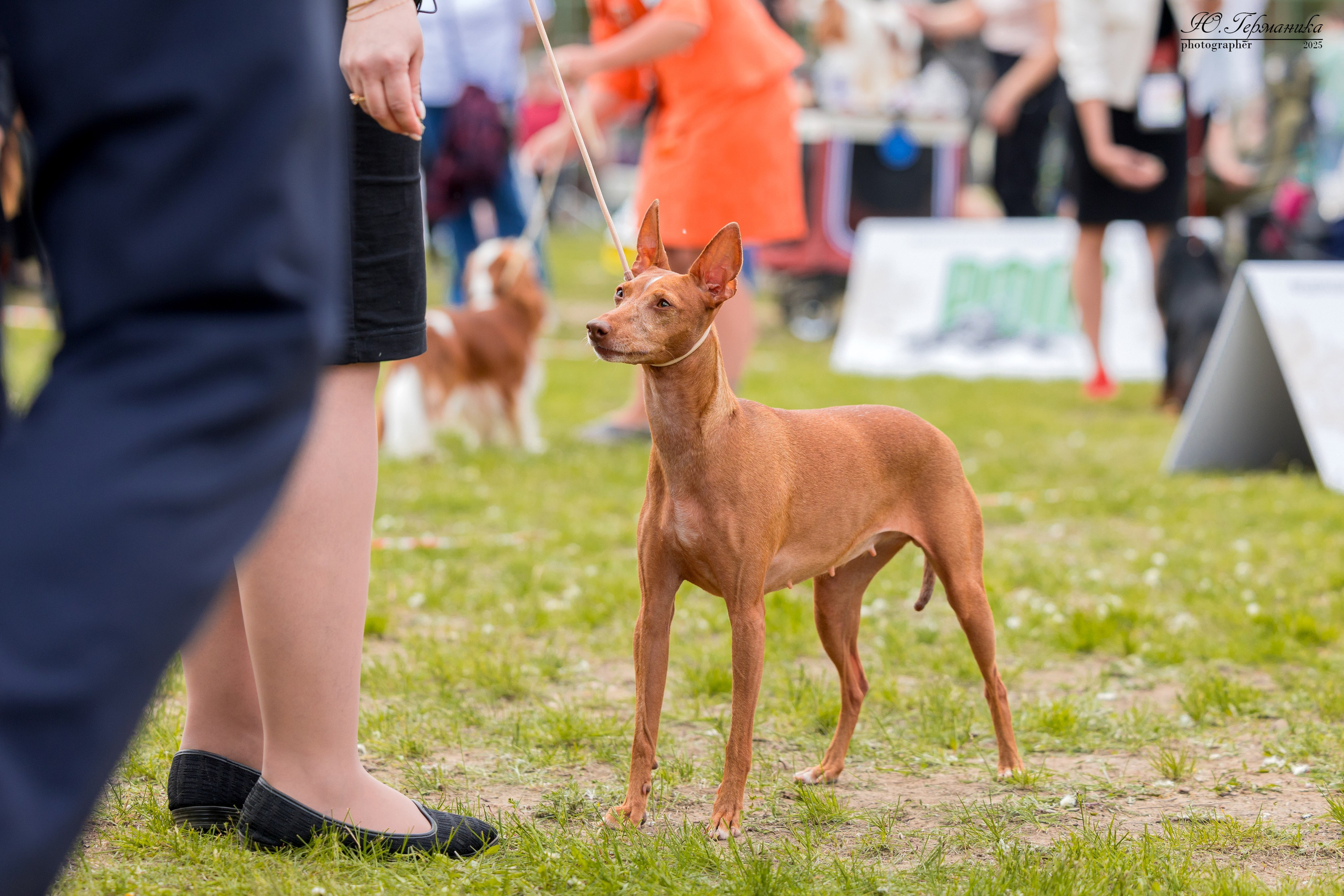 Суздаль(Владимир)17-18.05.2025. Фотограф-анималист Юлия Германика