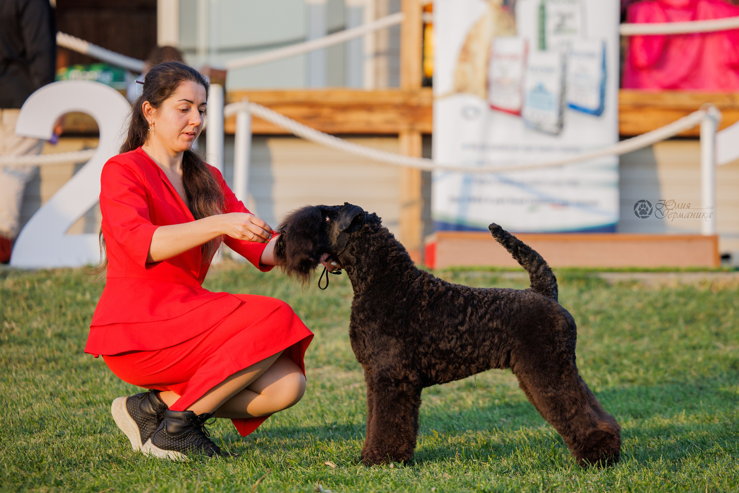 Армения,Ереван 3хCACIB 15-17.10.2024. Фотограф-анималист Юлия Германика