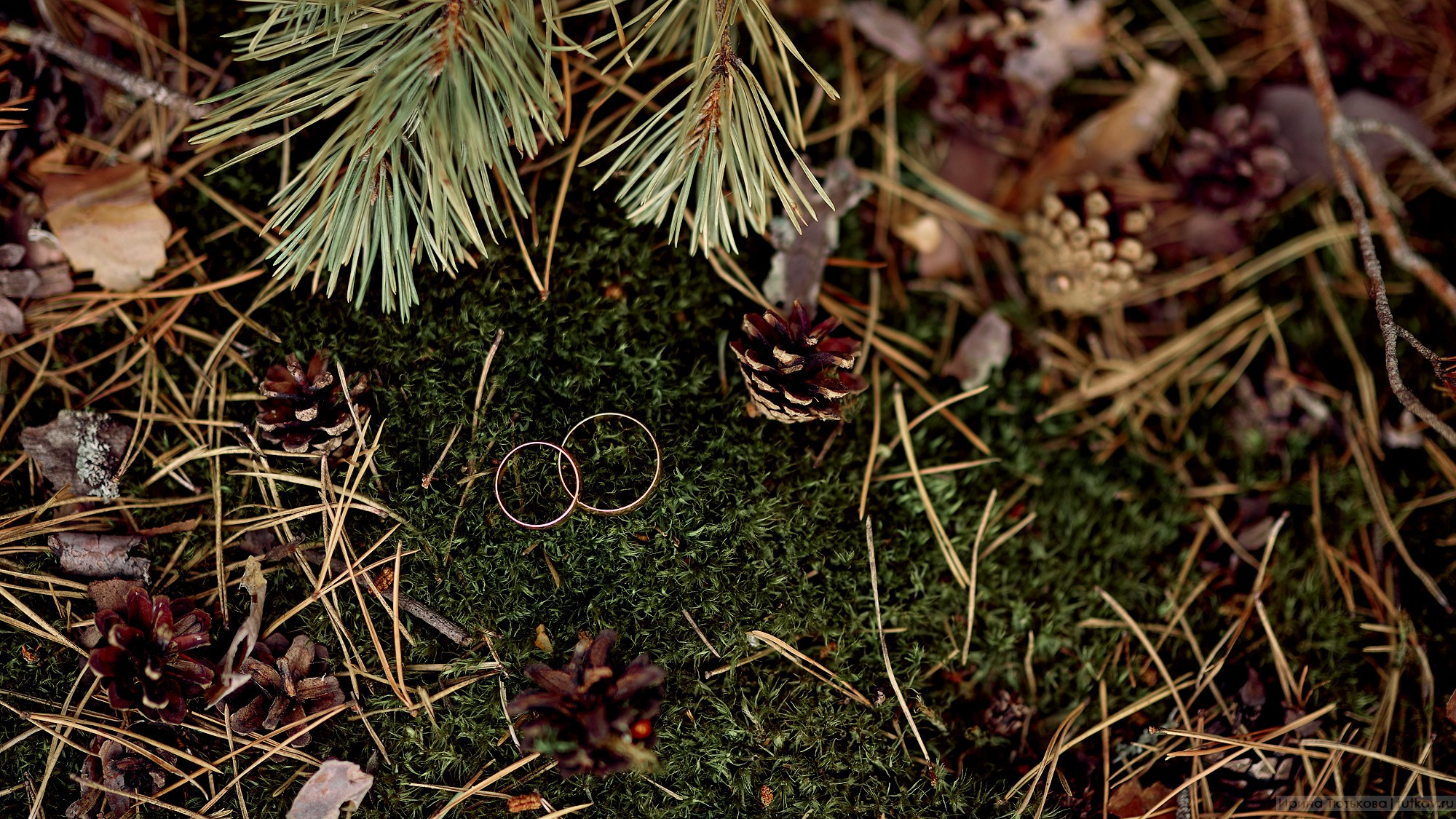 Алина и Александр. Свадебная фотосъёмка в Брянске | Влад и Ирина Тютьковы