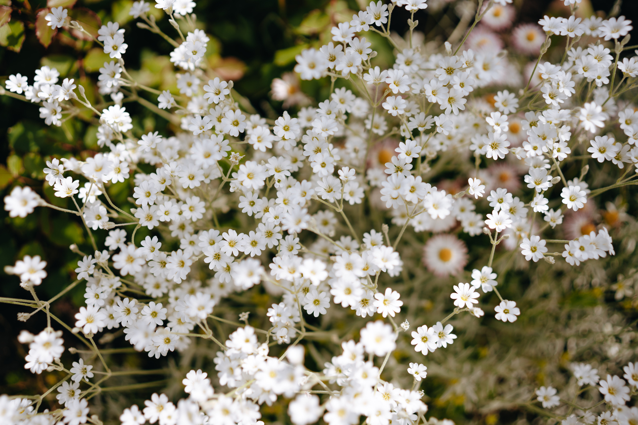 Swiss Landscape Photographer | Geneva, Alps & Lake Geneva - Tanya. Professional Wedding Photographer Geneva & Romande Switzerland | Tanya Creator