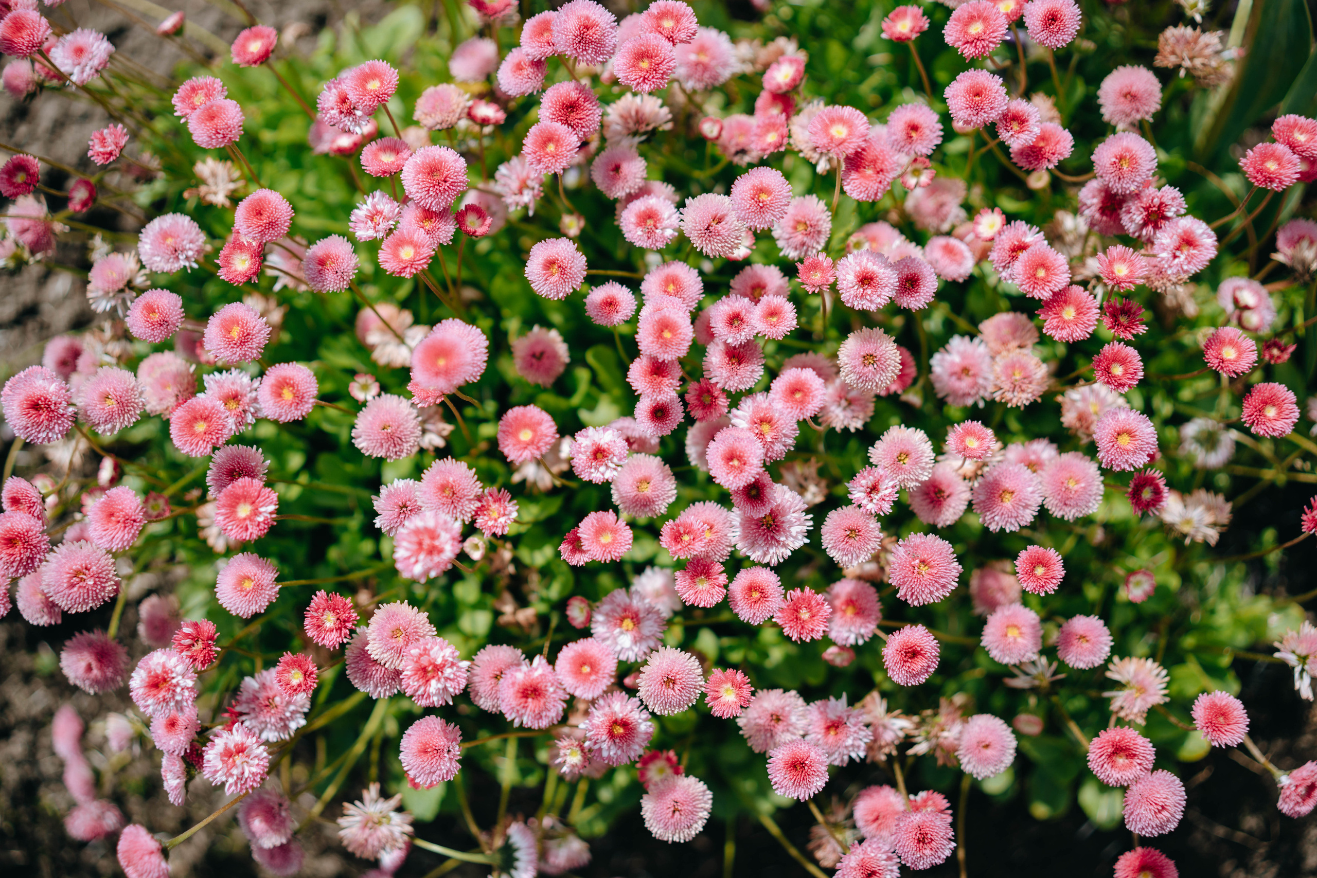 Swiss Landscape Photographer | Geneva, Alps & Lake Geneva - Tanya. Professional Wedding Photographer Geneva & Romande Switzerland | Tanya Creator