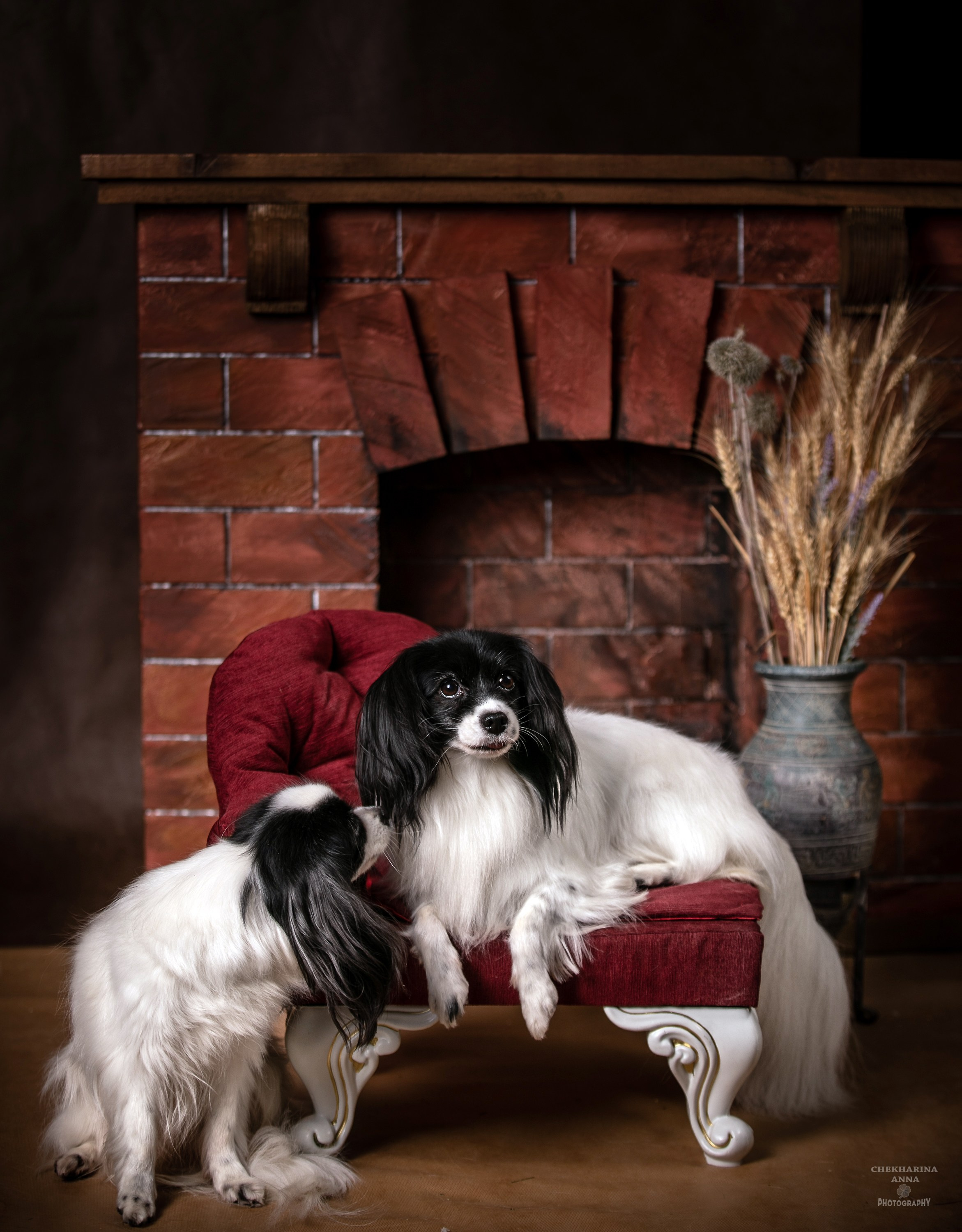 Анималистика. Профессиональный фотограф Чехарина Анна / pro photographer Chekharina