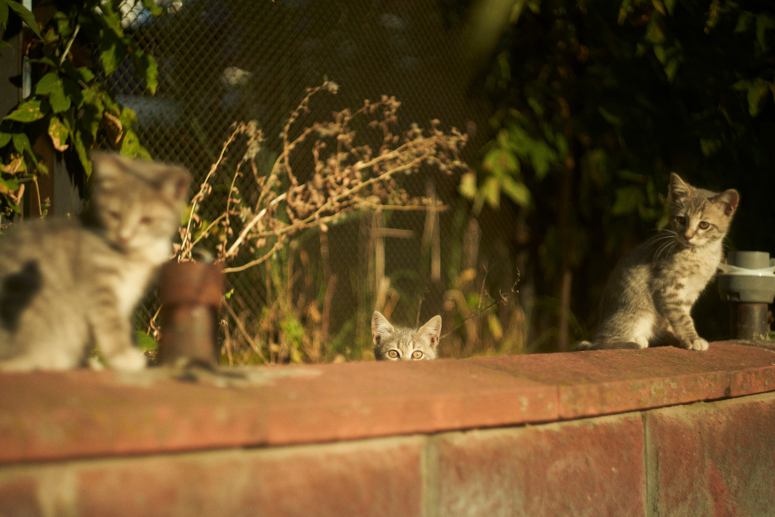 Street. Портретный фотограф в Москве