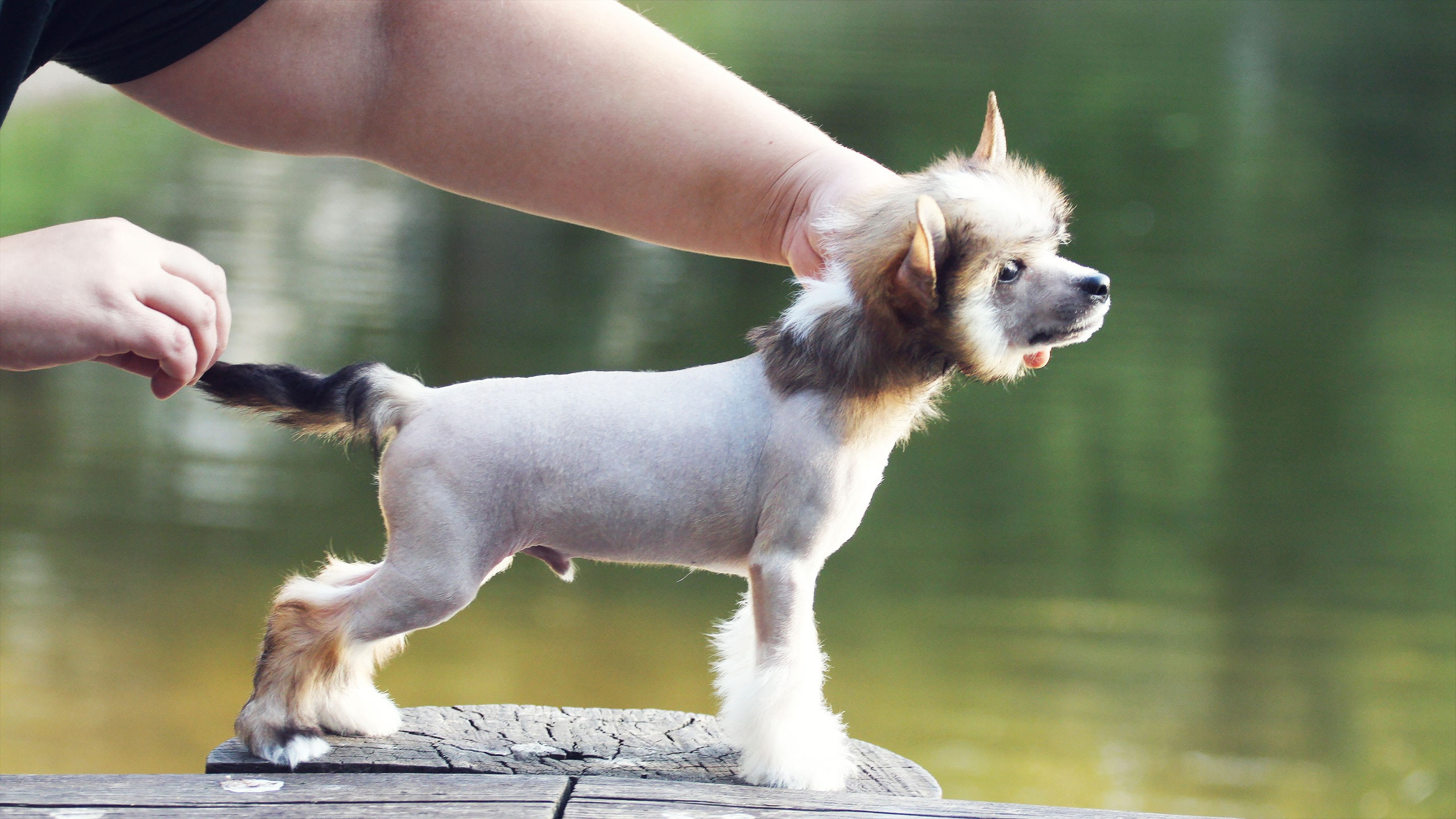 Litter C. Chinese Crested Dog Kennel Poale Ell