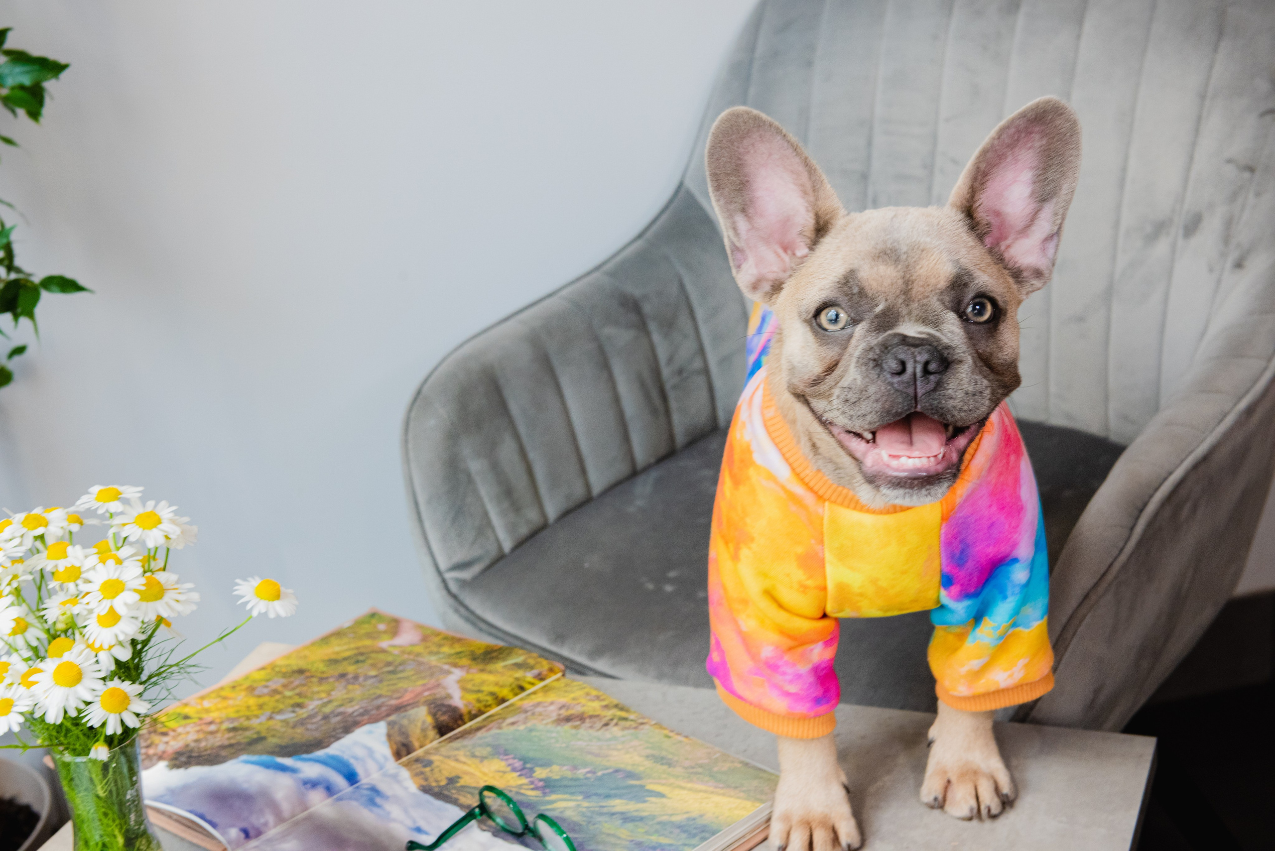 Pets. Фотограф в Москве Daria Lens