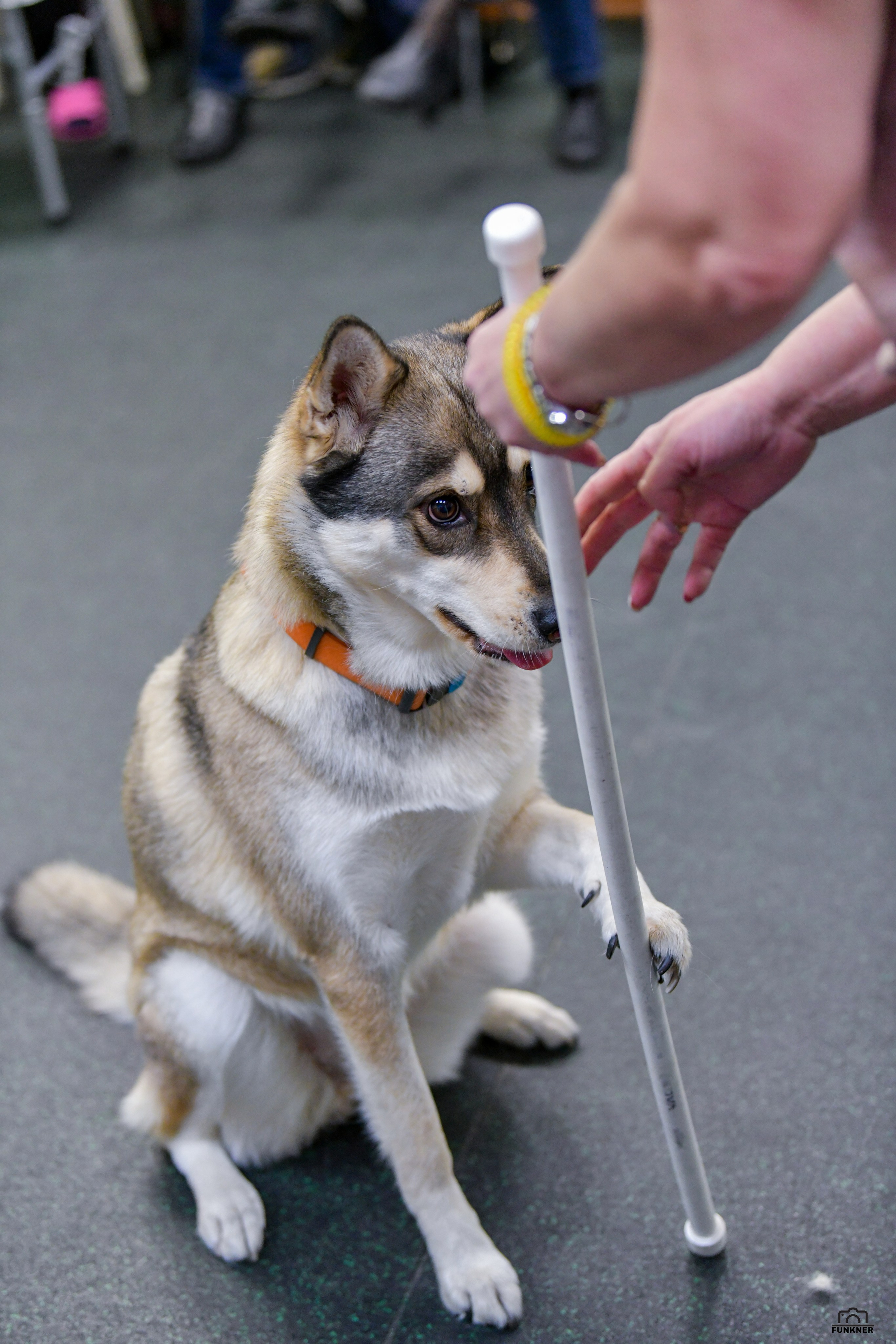 Кинологический клуб «Бодрый хвост». Свой взгляд через объектив