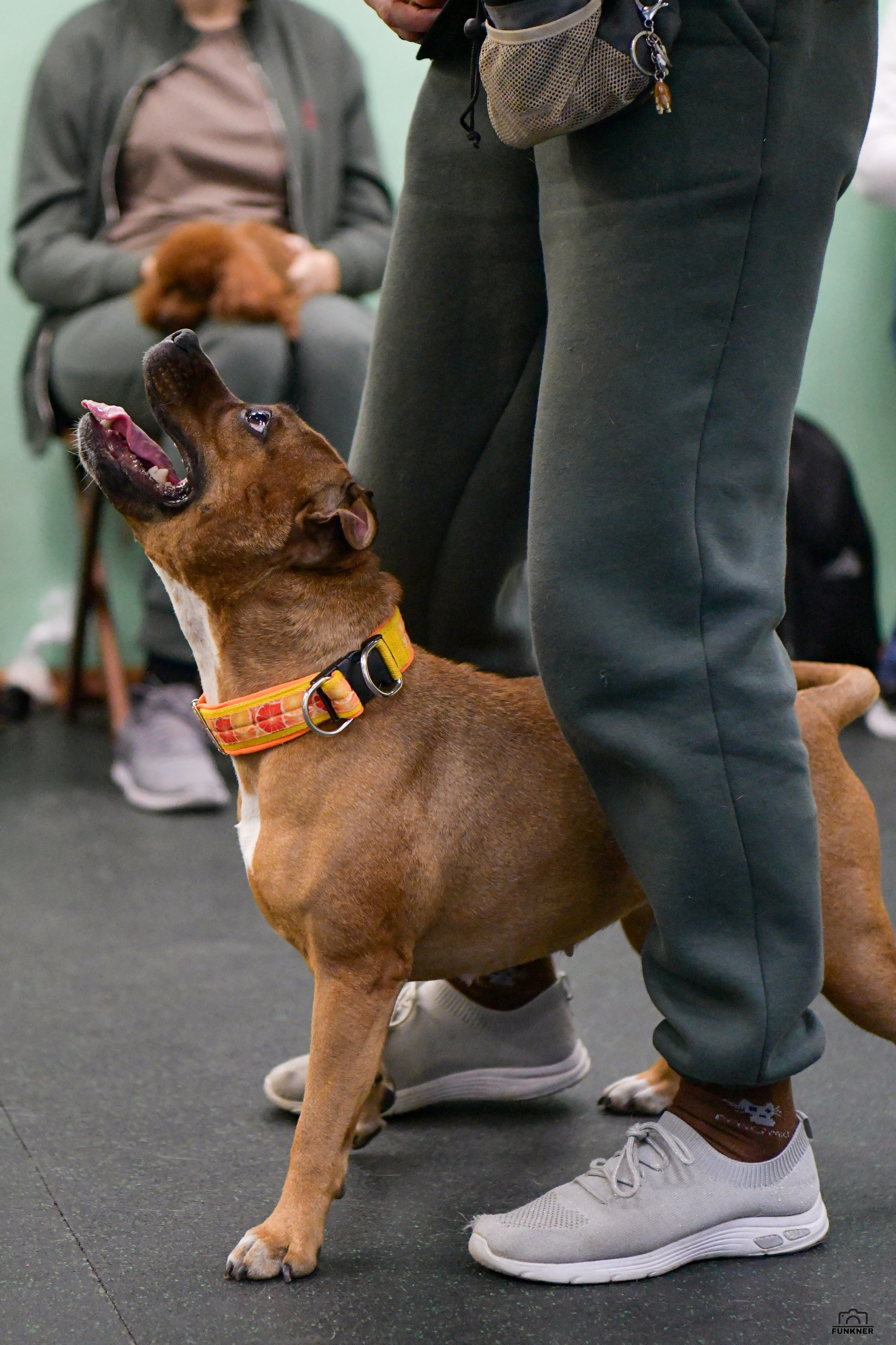 Кинологический клуб «Бодрый хвост». Свой взгляд через объектив