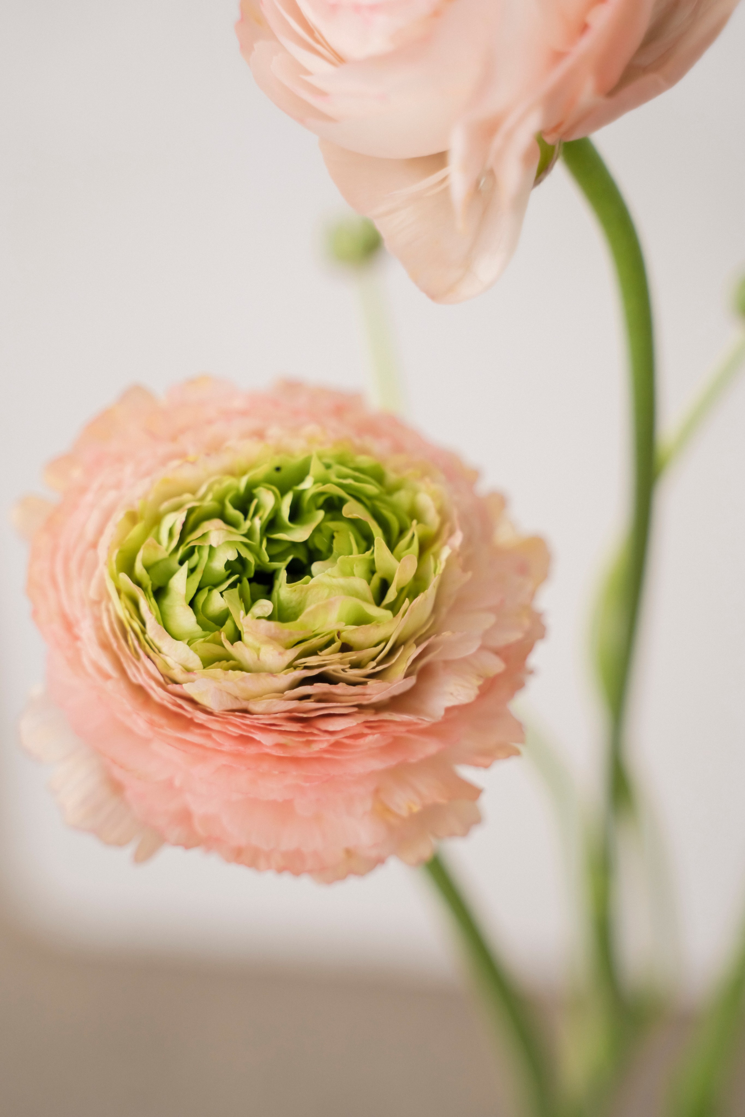 BFF. Семейный и детский фотограф в Москве