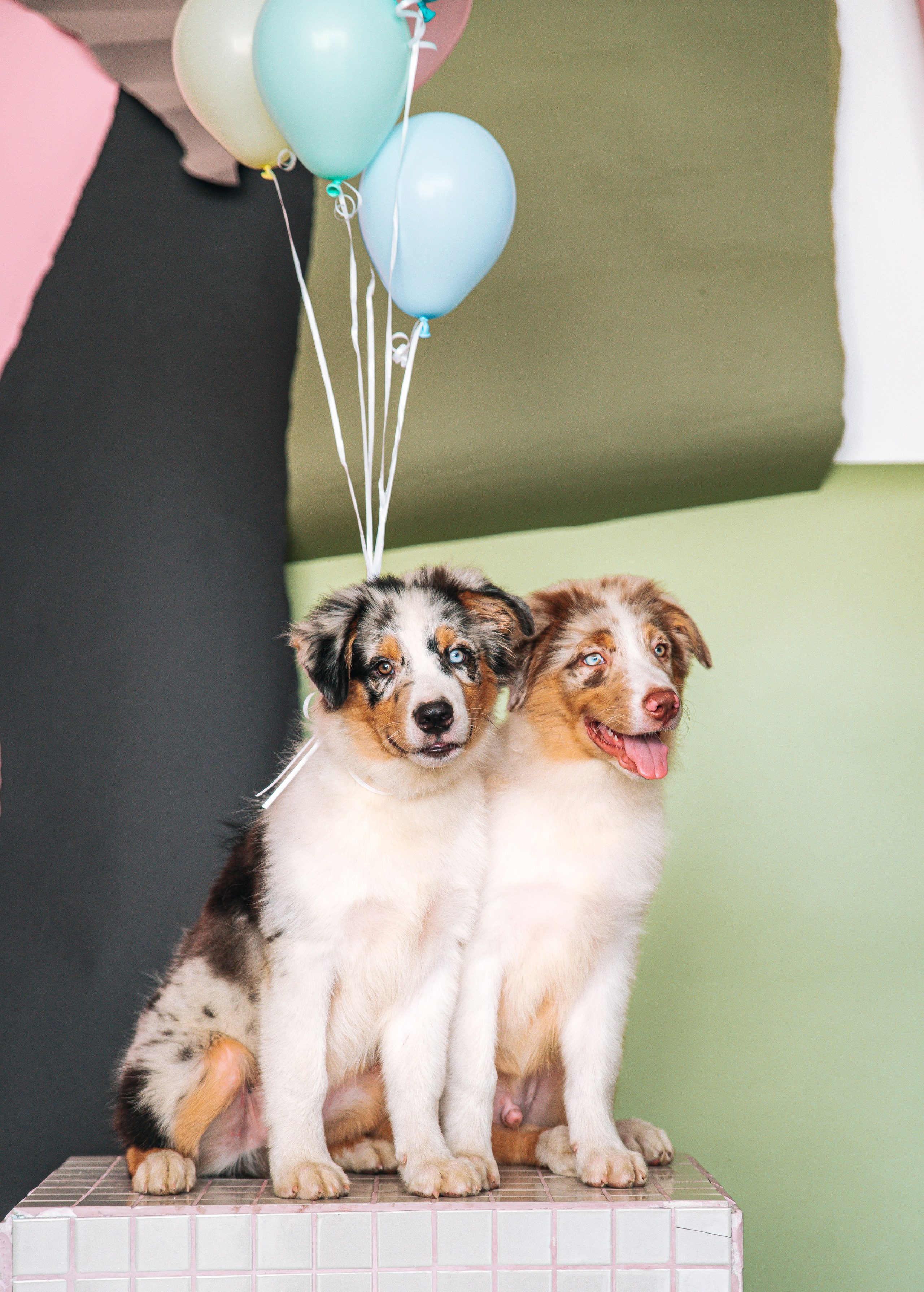 Аусси щенки студия. Главная