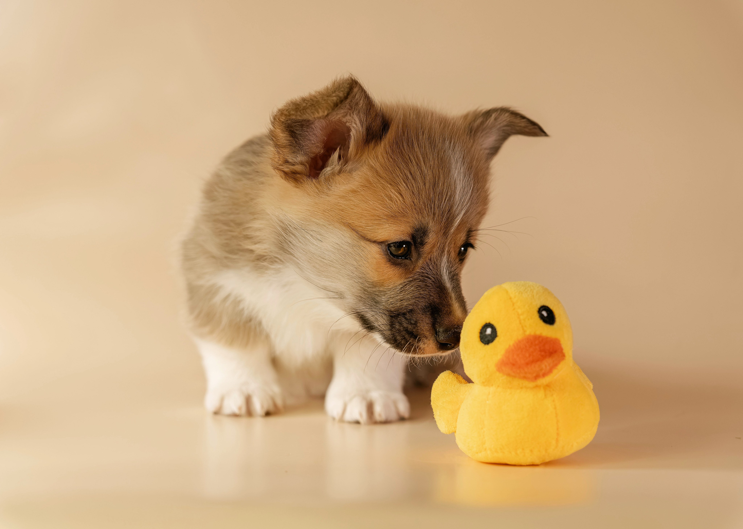 Щенки. Семейный фотограф анималист г. Находка