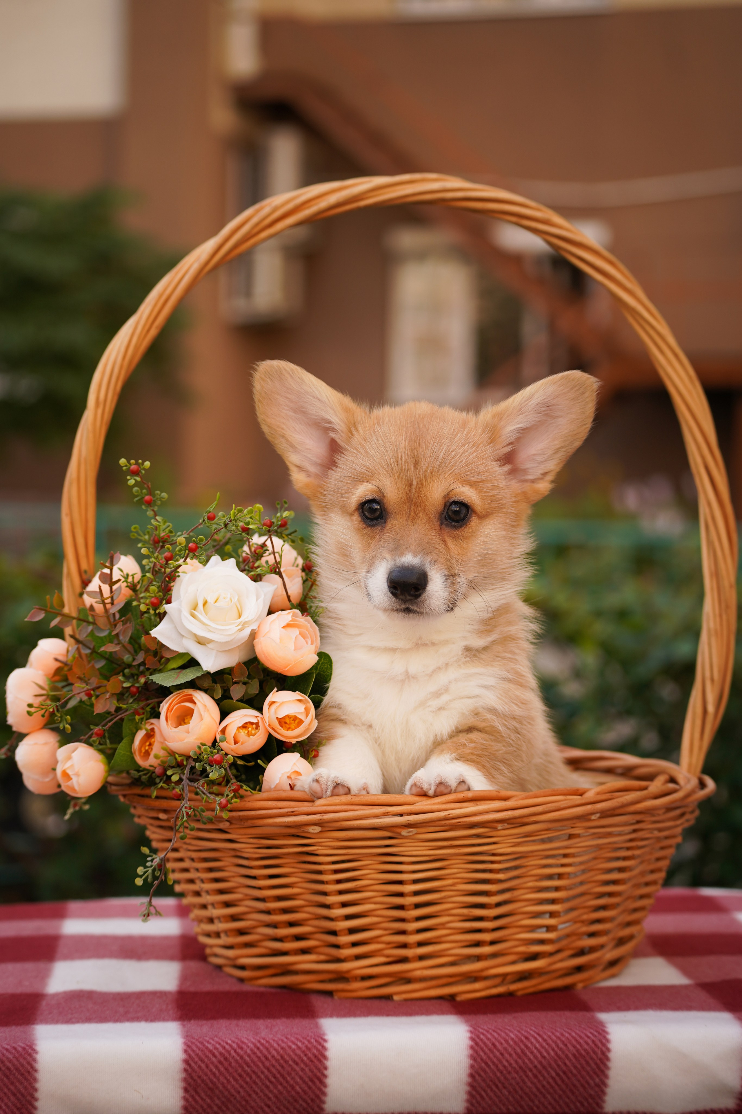 Корги. Фотограф-анималист Анастасия Большакова