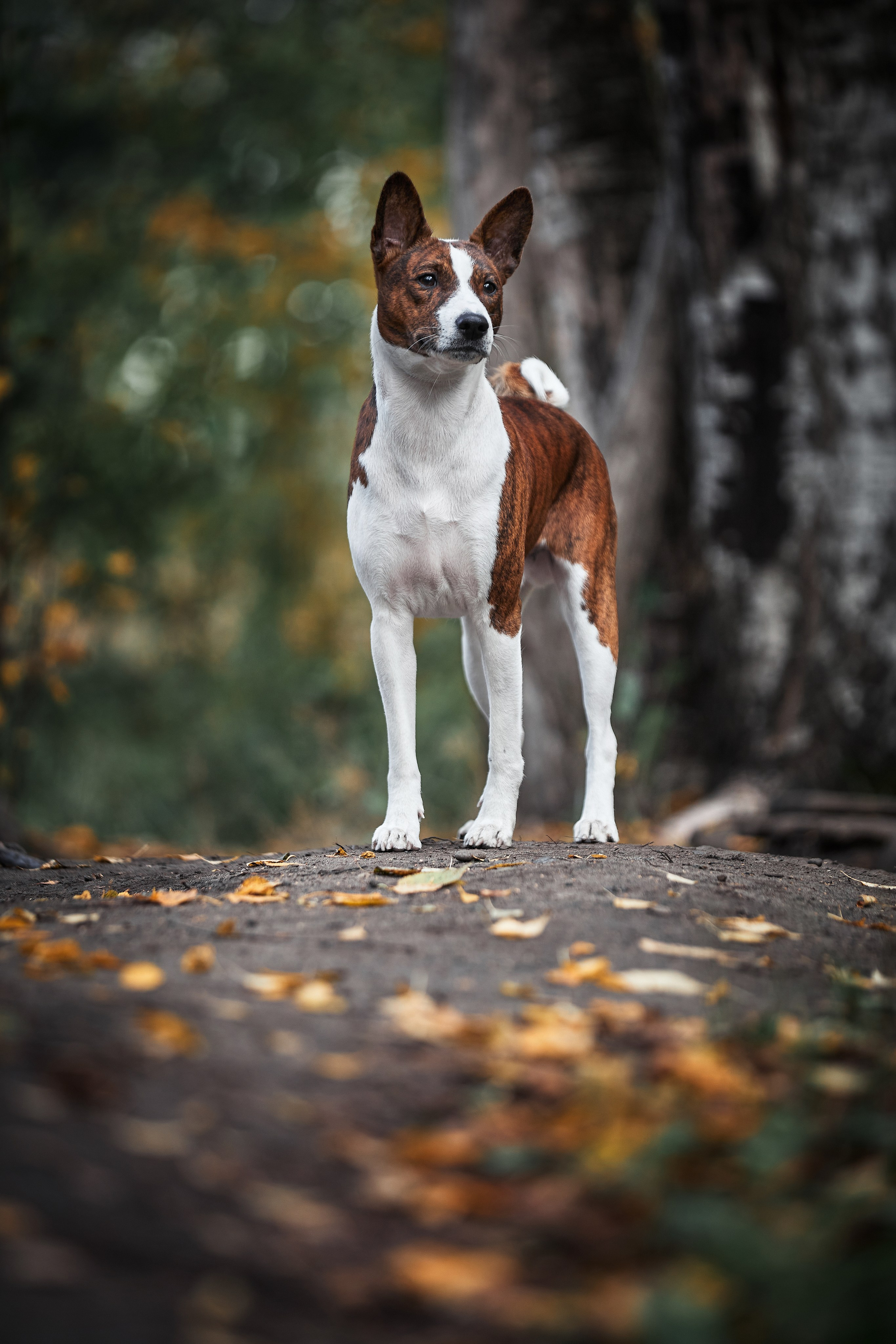 Животные. Портретный, интерьерный и фуд фотограф в Перми Иван Вострецов