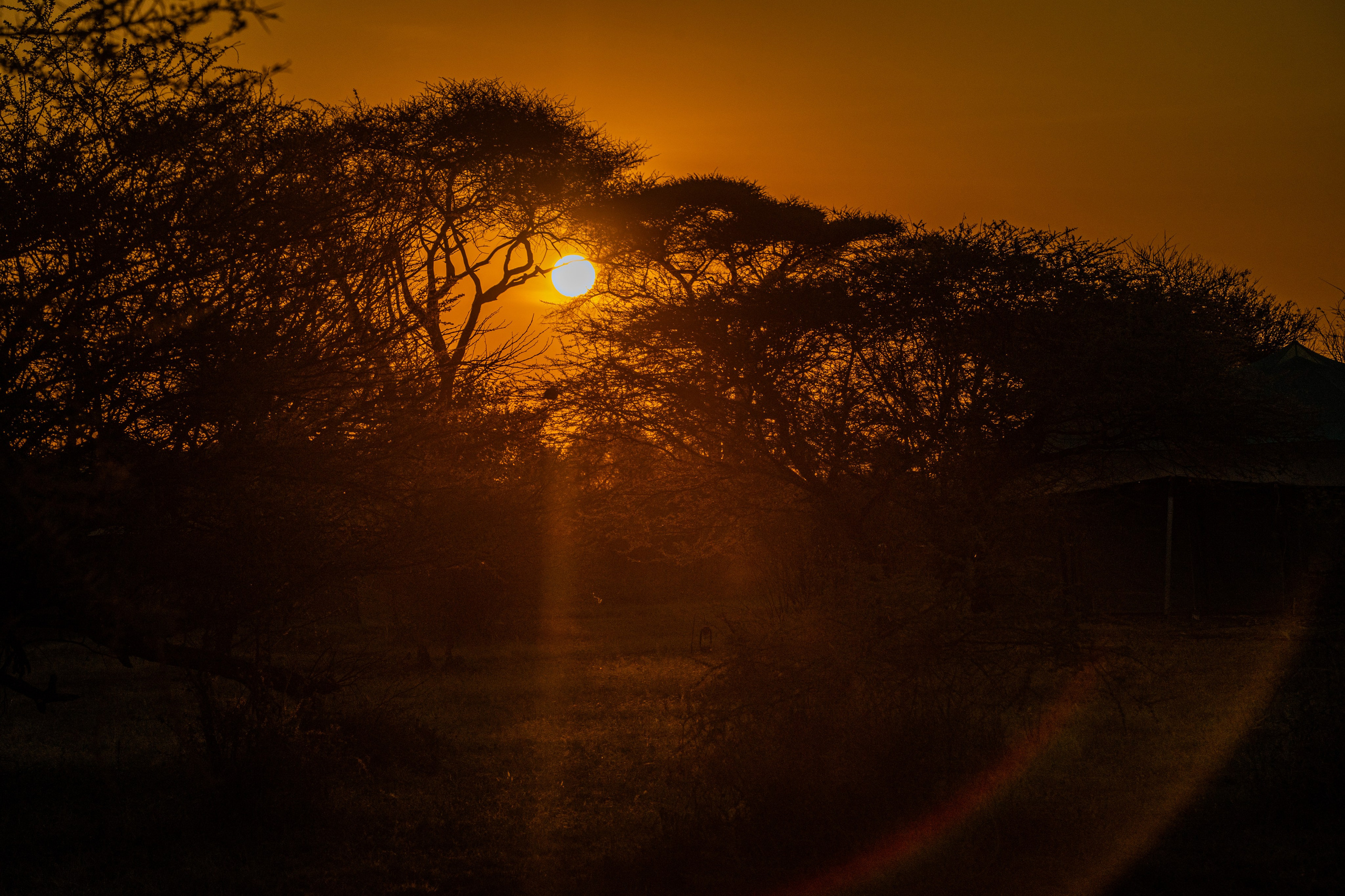 Танзания, сафари, 2025. Творческие сьемки