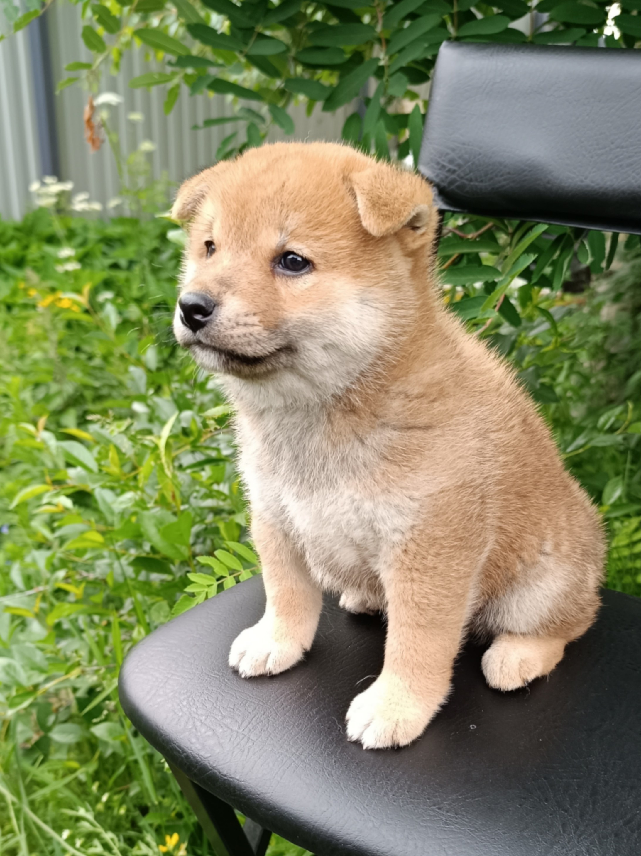 Сиба Rubylight Germes питомник Рубилайт