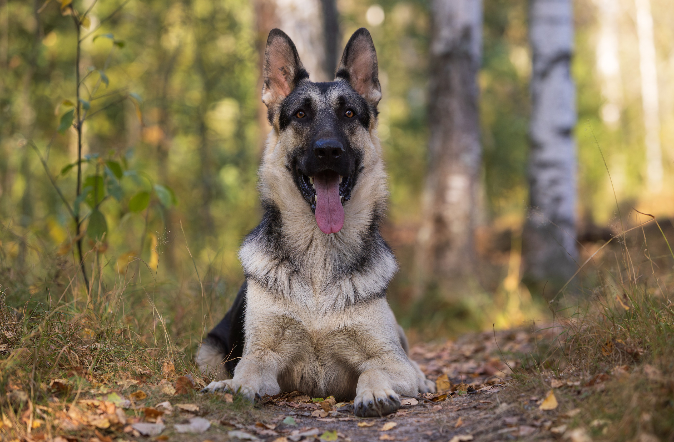 Корги и ВЕО осенью. Фотограф-анималист в Москве, МО и Владимире