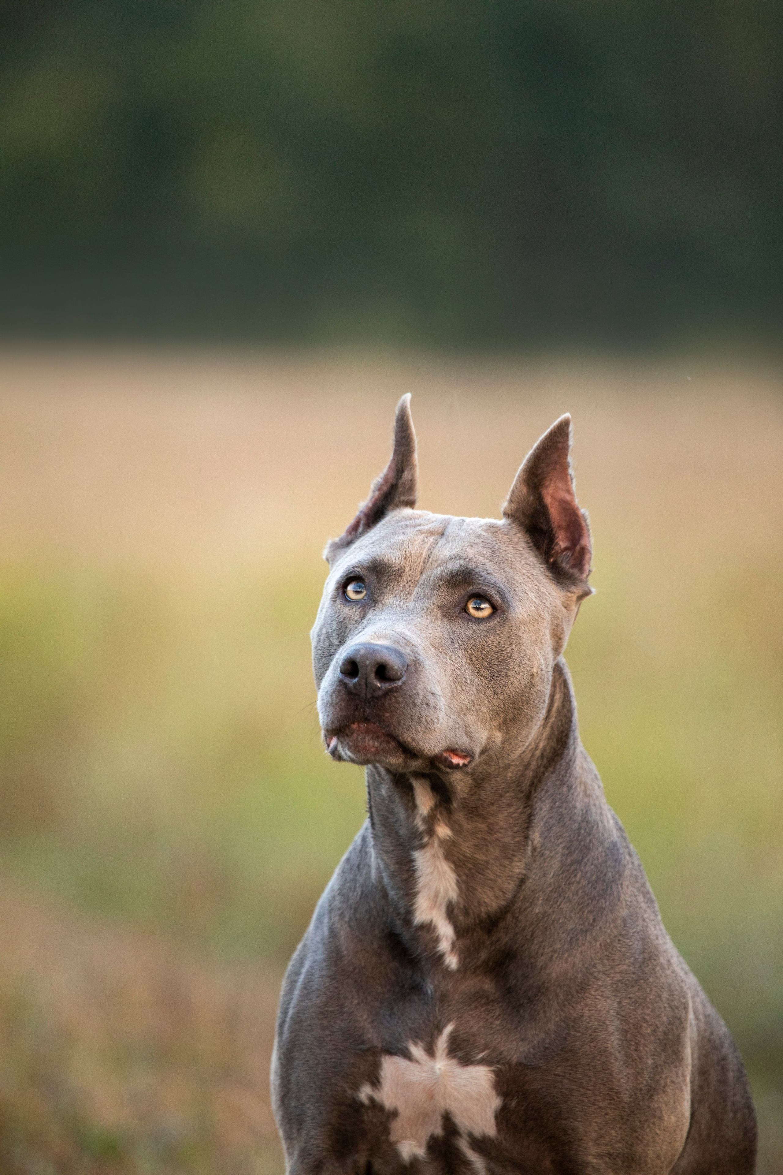 Прогулочные фотосъёмки лес, поле. Фотограф-анималист Павлова Любовь