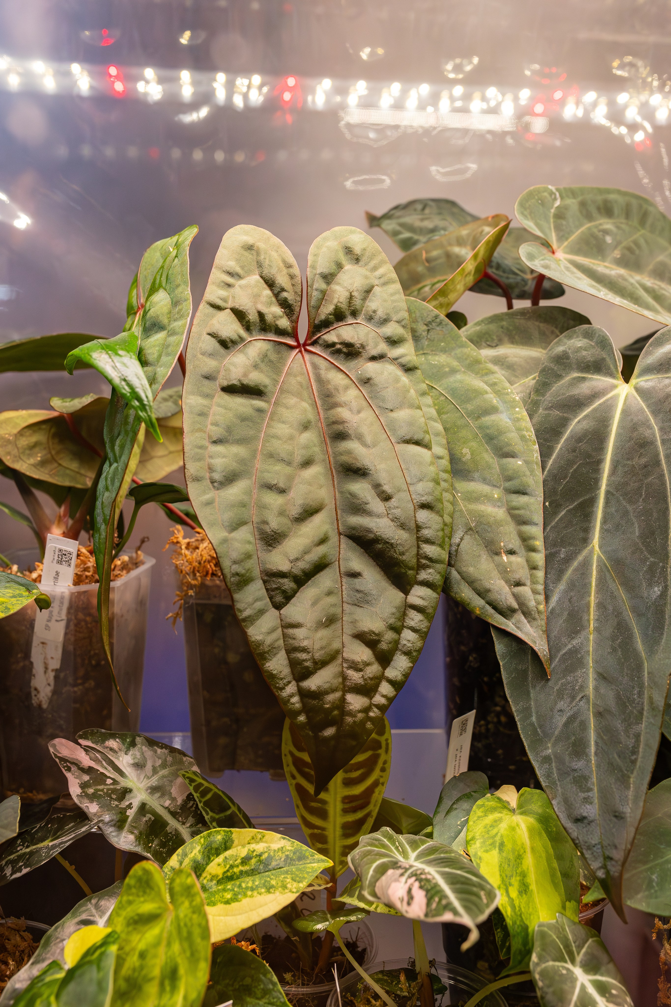 Монстериум апрель 2026. Александра Куликова фотограф, Москва