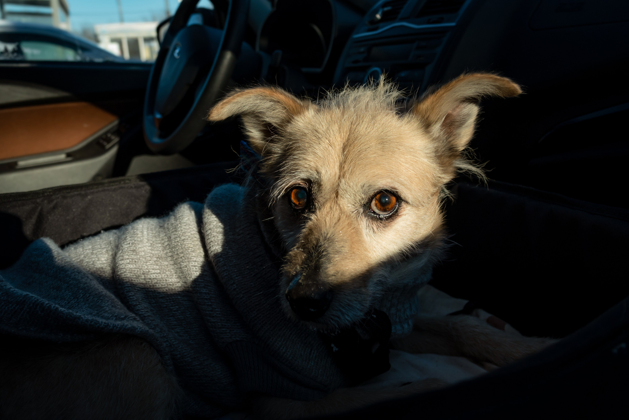 Ёжик. Фотограф-анималист в Москве Юлия Лайхо
