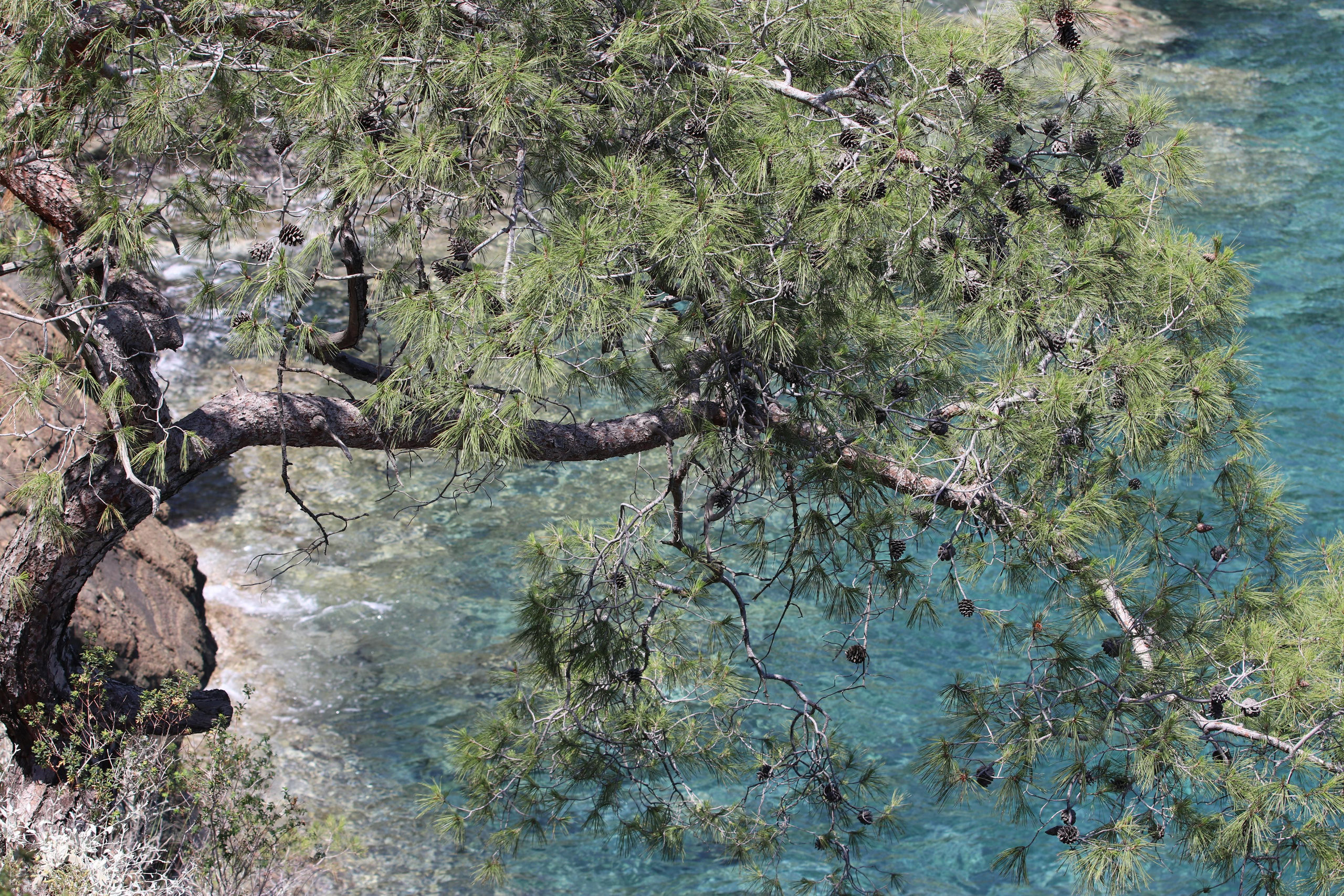 Турция. Чиралы. Май 2022 года. Путешественник-фотограф из Санкт-Петербурга Татьяна Свистулина