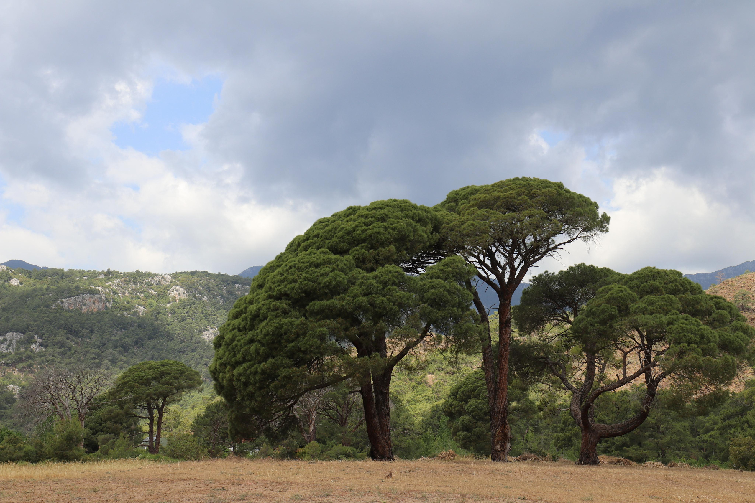 Турция. Чиралы. Май 2022 года. Путешественник-фотограф из Санкт-Петербурга Татьяна Свистулина
