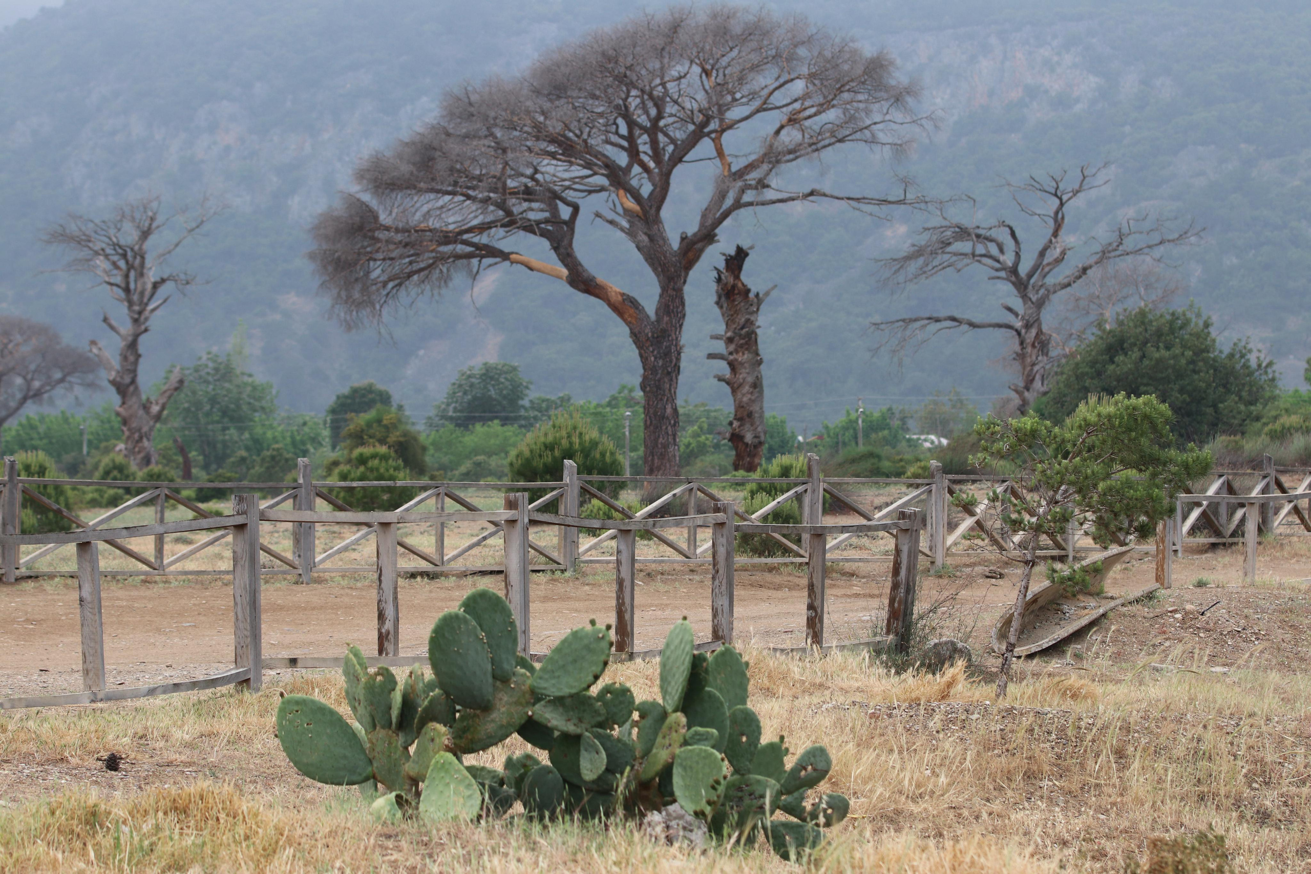 Турция. Чиралы. Май 2022 года. Путешественник-фотограф из Санкт-Петербурга Татьяна Свистулина