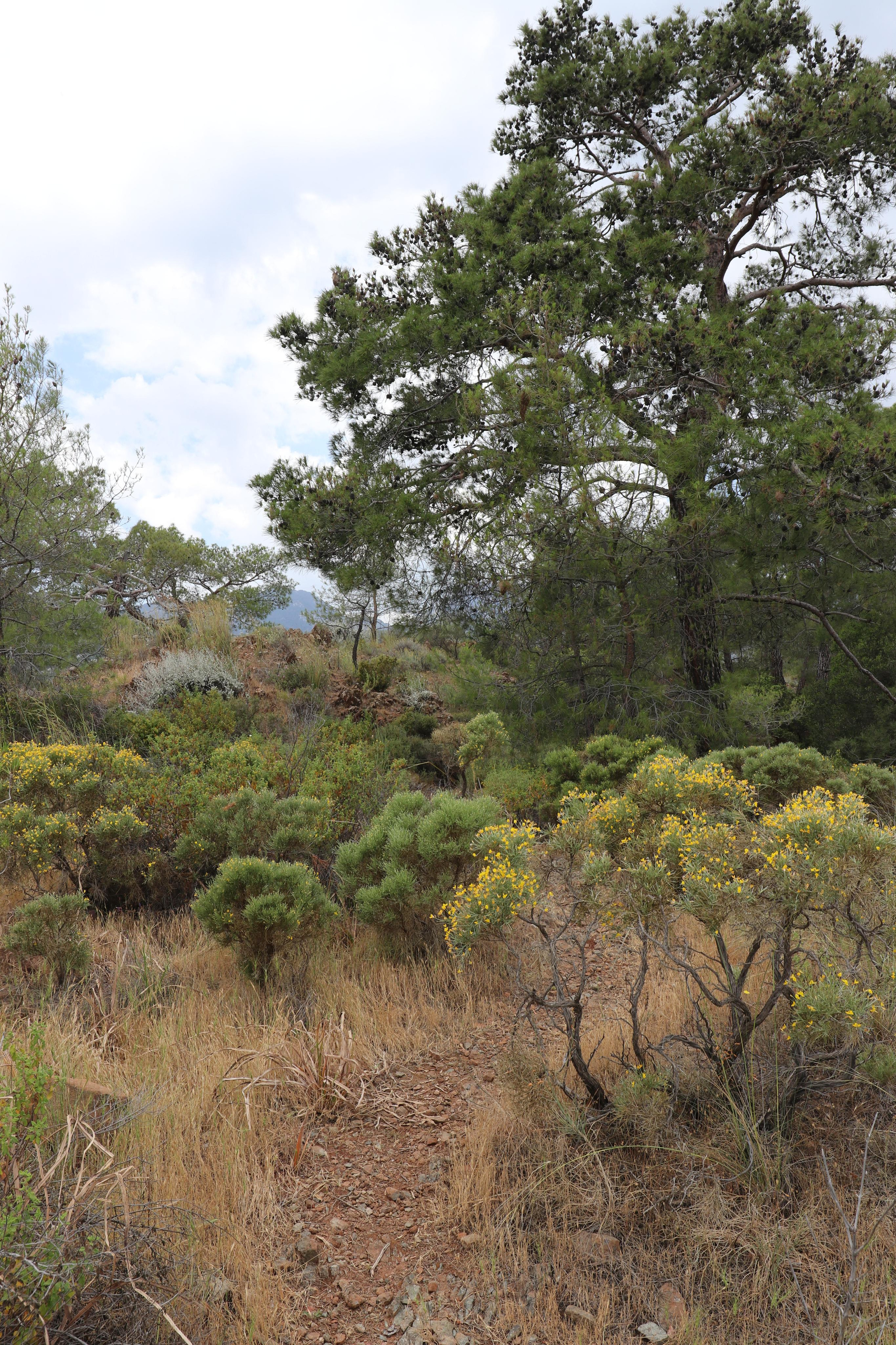 Турция. Чиралы. Май 2022 года. Путешественник-фотограф из Санкт-Петербурга Татьяна Свистулина