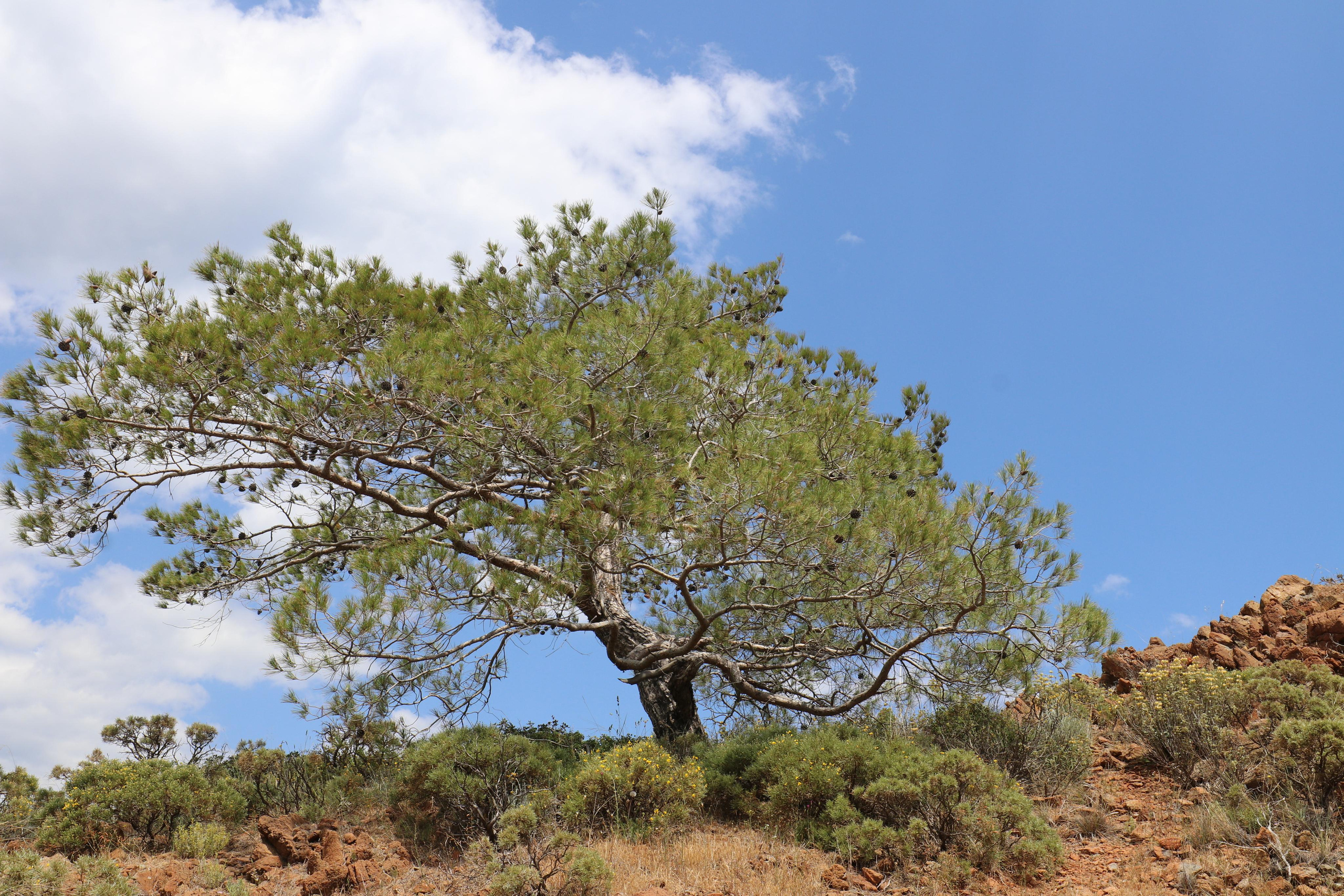 Турция. Чиралы. Май 2022 года. Путешественник-фотограф из Санкт-Петербурга Татьяна Свистулина