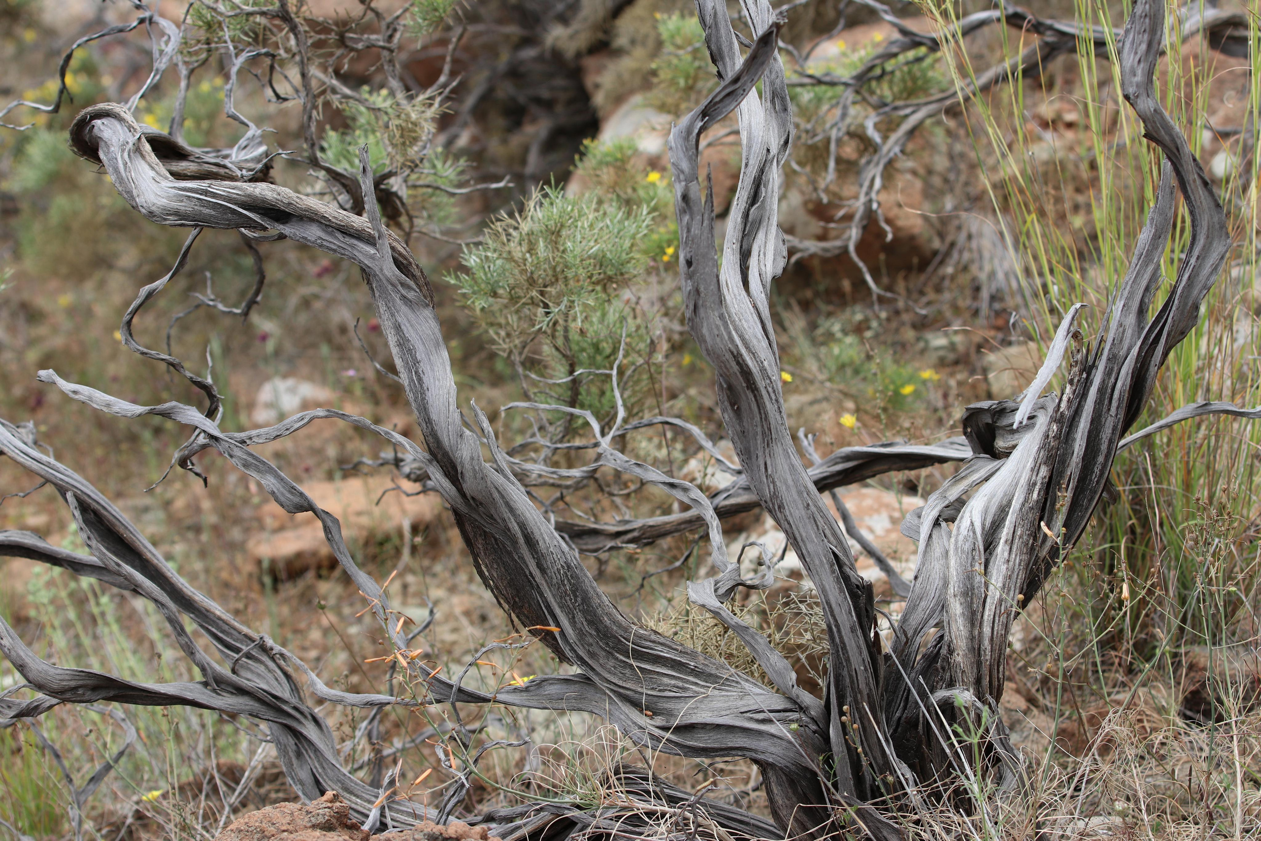 Турция. Чиралы. Май 2022 года. Путешественник-фотограф из Санкт-Петербурга Татьяна Свистулина