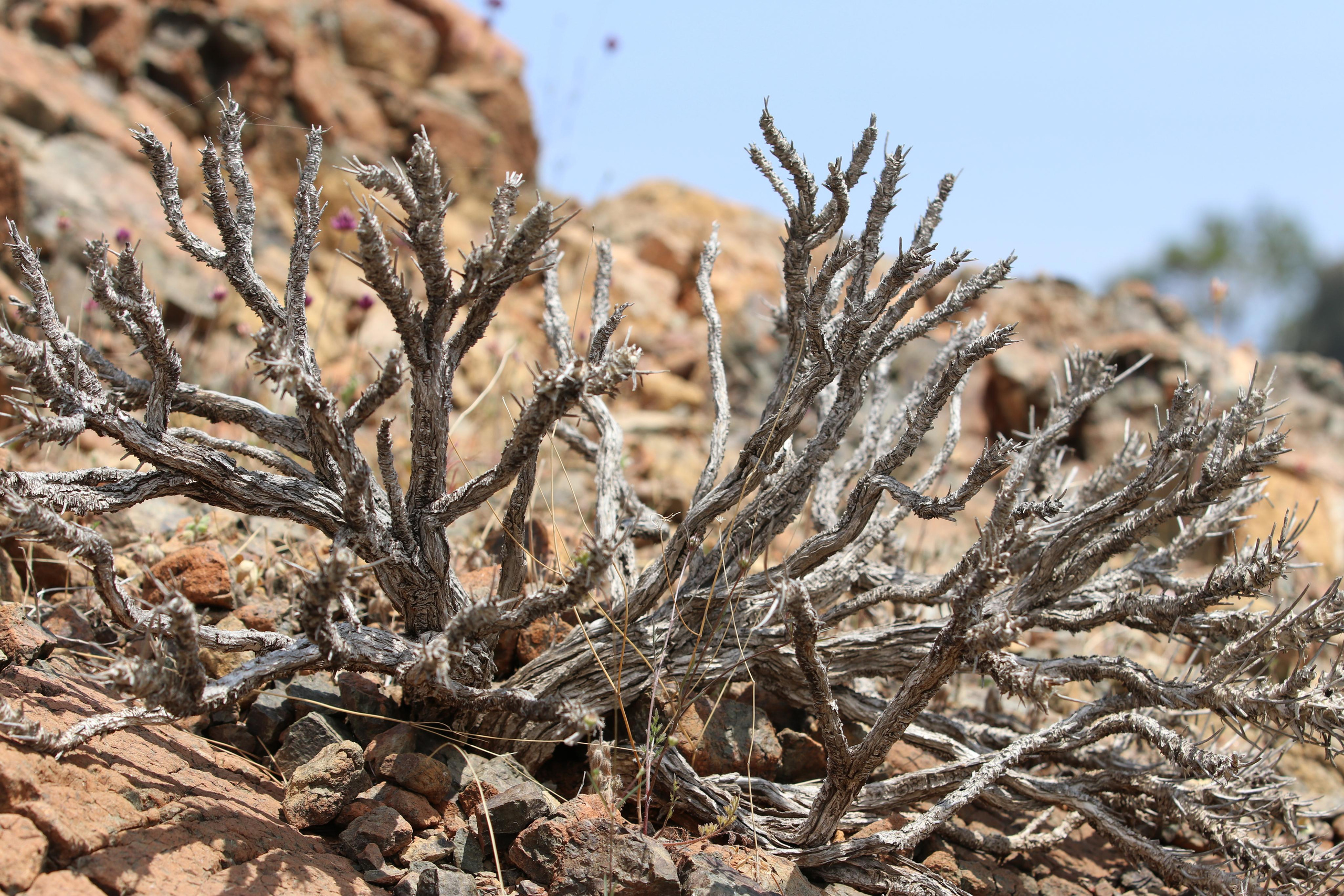 Турция. Чиралы. Май 2022 года. Путешественник-фотограф из Санкт-Петербурга Татьяна Свистулина