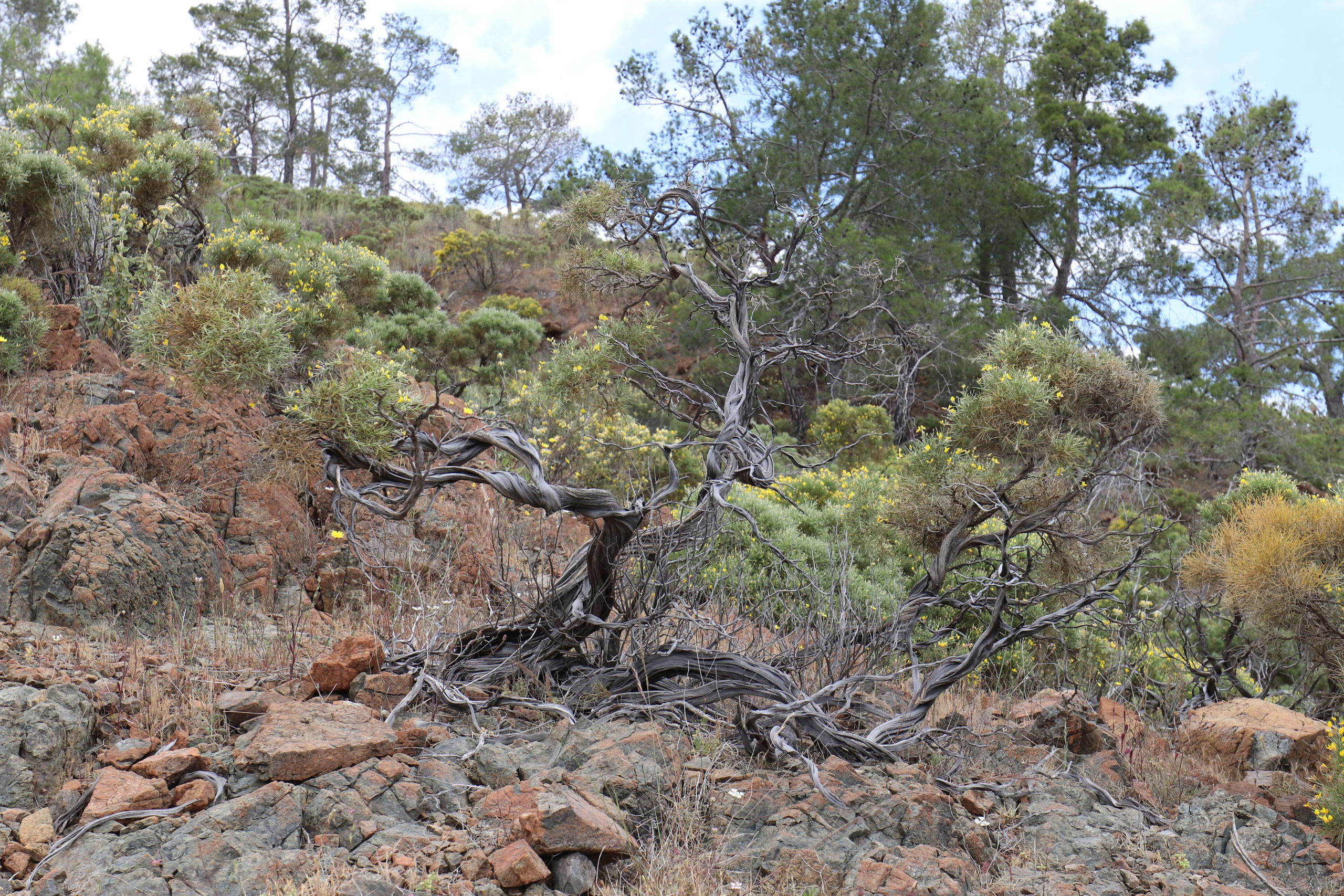 Турция. Чиралы. Май 2022 года. Путешественник-фотограф из Санкт-Петербурга Татьяна Свистулина
