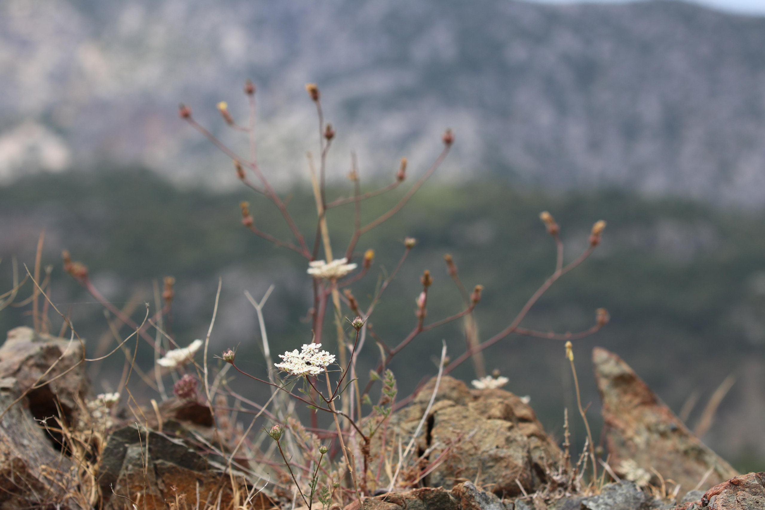 Турция. Чиралы. Май 2022 года. Путешественник-фотограф из Санкт-Петербурга Татьяна Свистулина