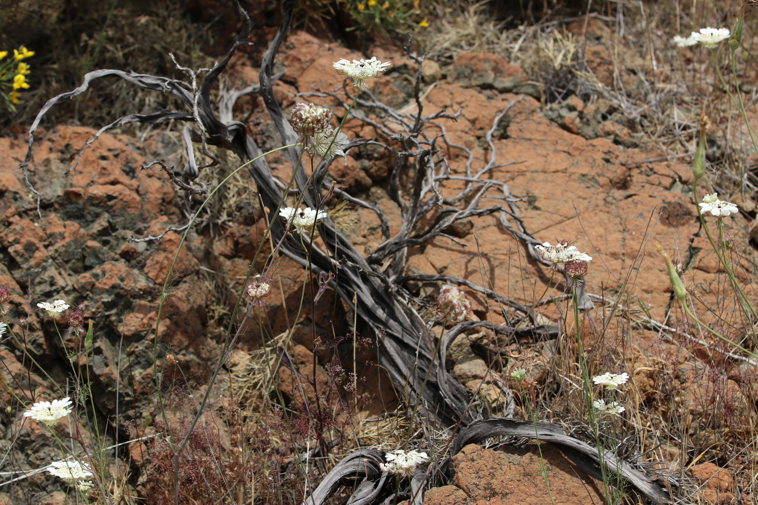 Турция. Чиралы. Май 2022 года. Путешественник-фотограф из Санкт-Петербурга Татьяна Свистулина