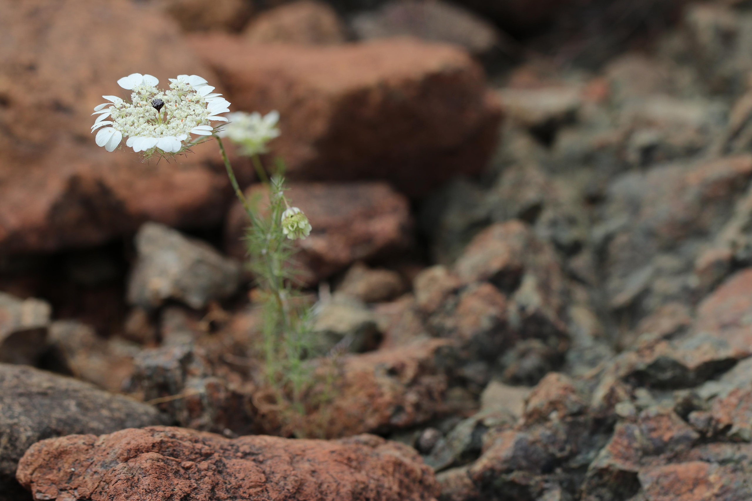 Турция. Чиралы. Май 2022 года. Путешественник-фотограф из Санкт-Петербурга Татьяна Свистулина