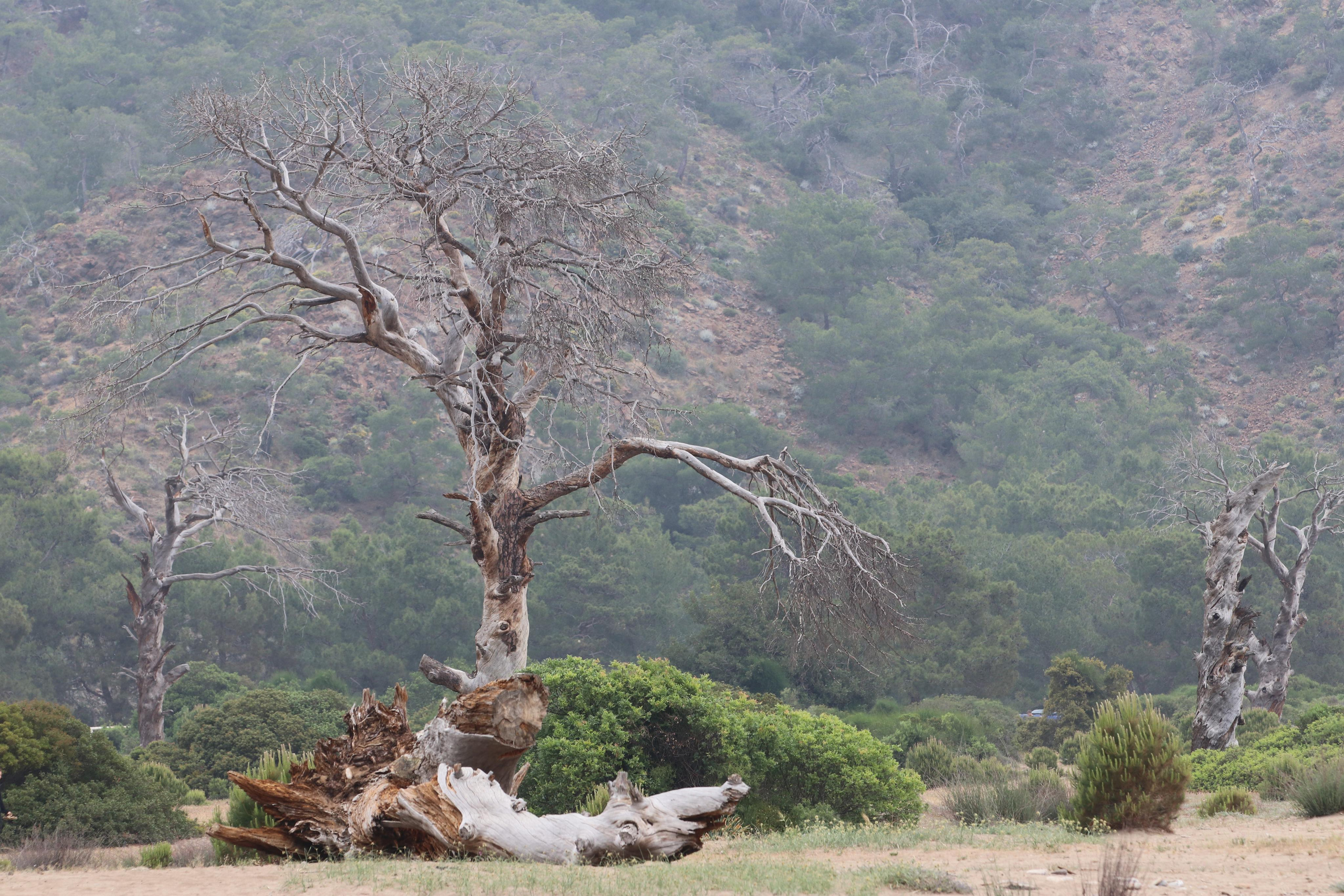 Турция. Чиралы. Май 2022 года. Путешественник-фотограф из Санкт-Петербурга Татьяна Свистулина