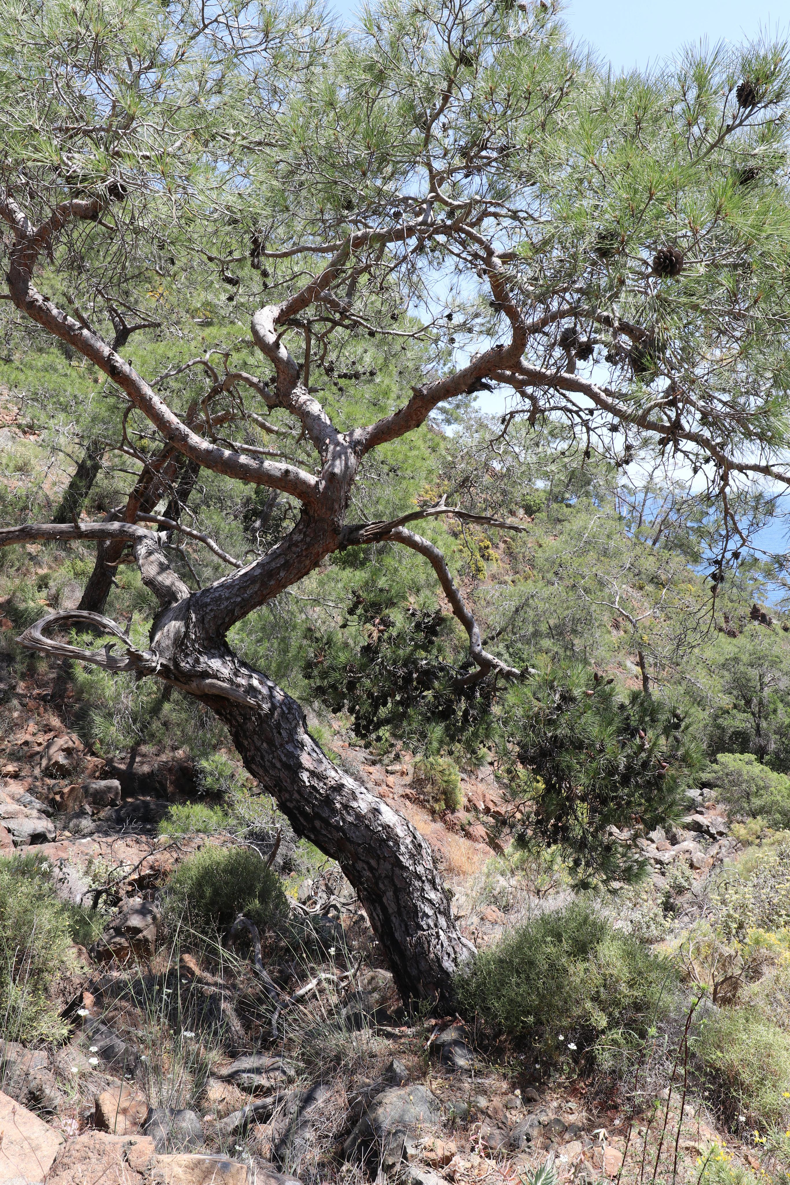 Турция. Чиралы. Май 2022 года. Путешественник-фотограф из Санкт-Петербурга Татьяна Свистулина