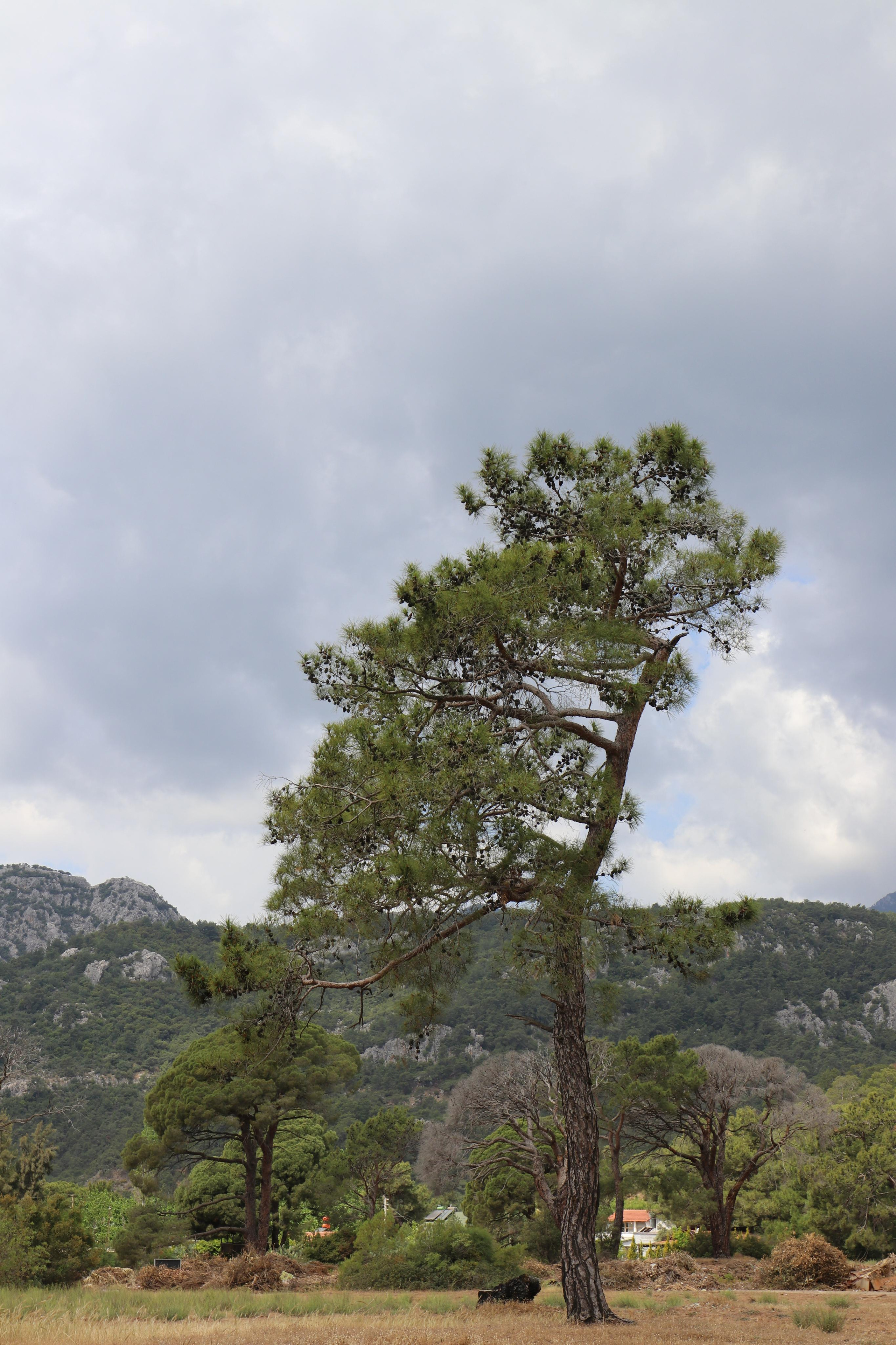 Турция. Чиралы. Май 2022 года. Путешественник-фотограф из Санкт-Петербурга Татьяна Свистулина