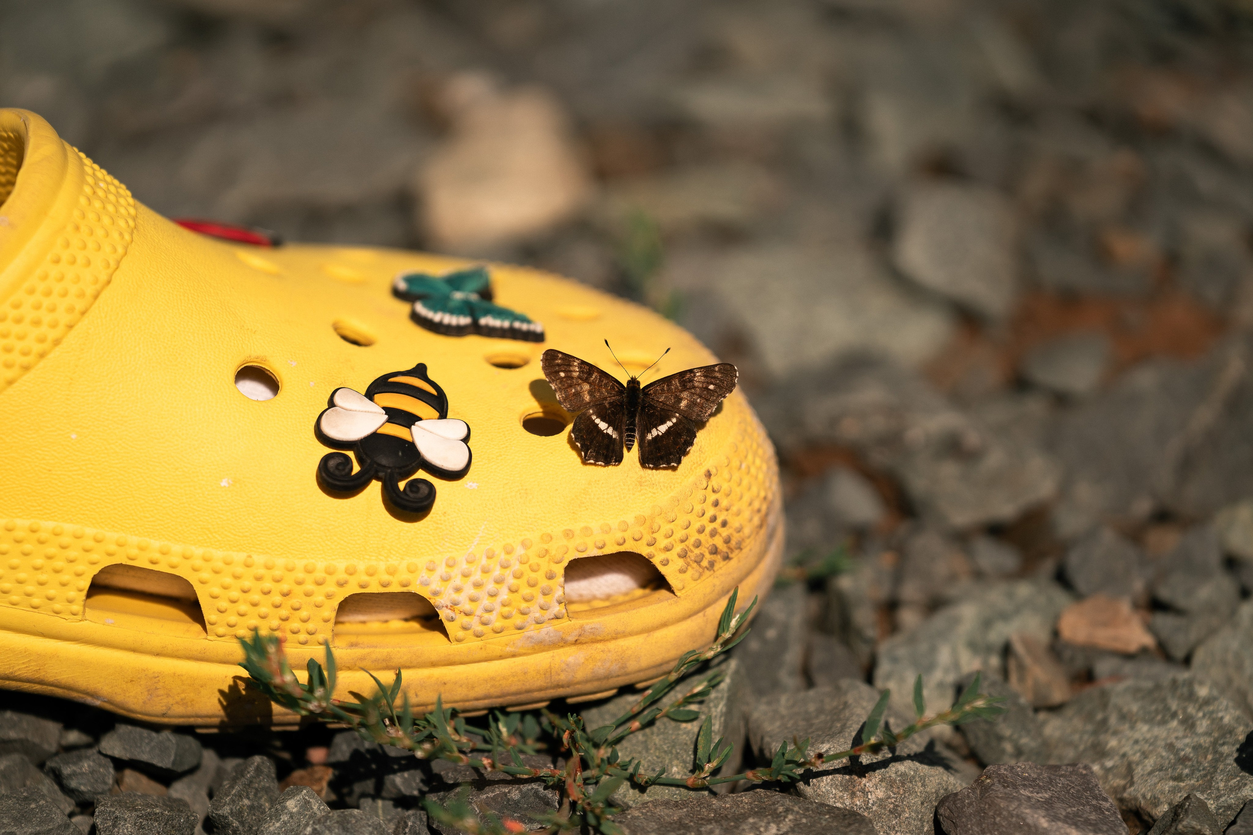 IX Веломарафон «Таёжная трасса» (Тягун — Заринск, 85 км)