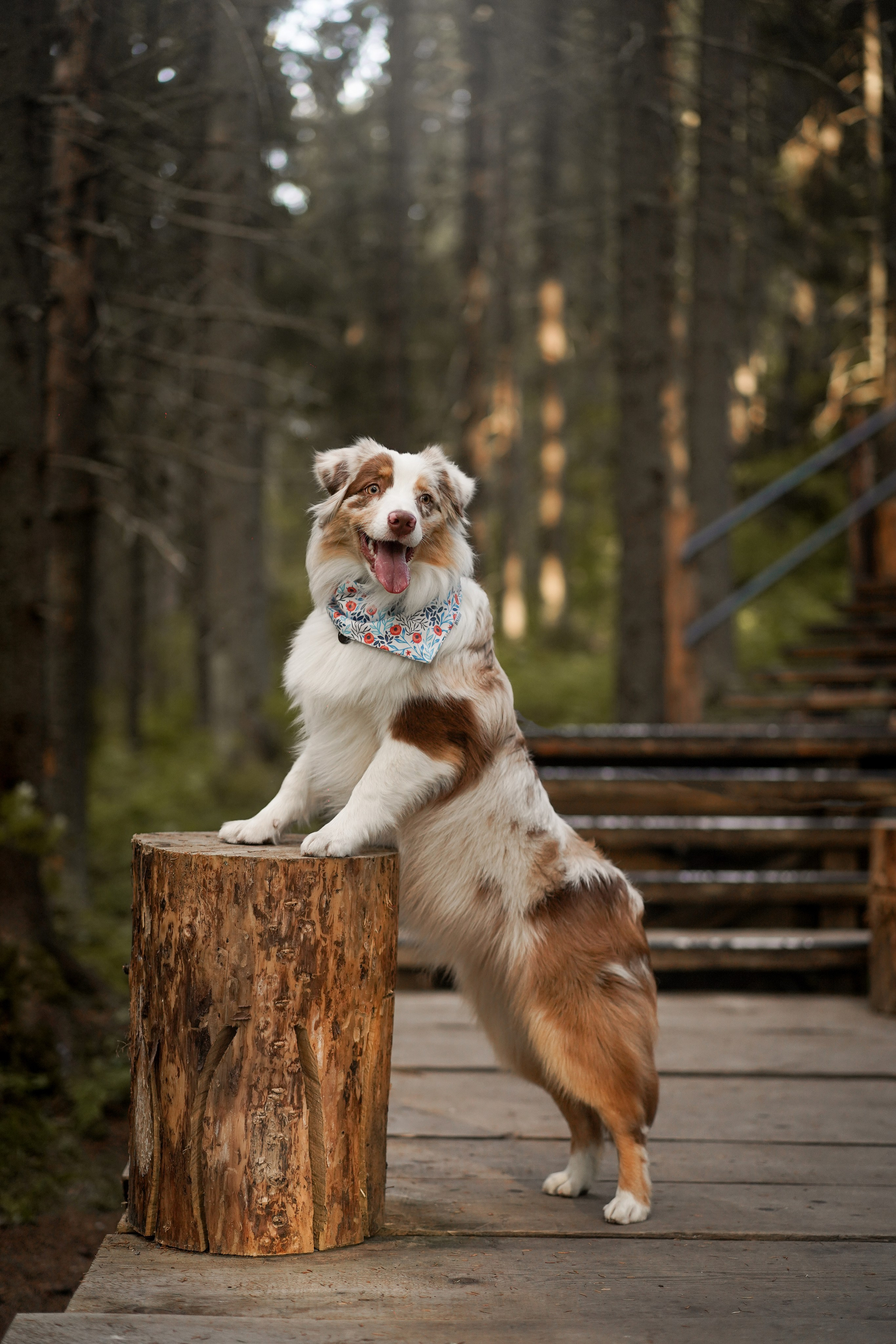 Панда и Юни в Карелии. Фотограф-анималист в Санкт-Петербурге Яна Мартынова